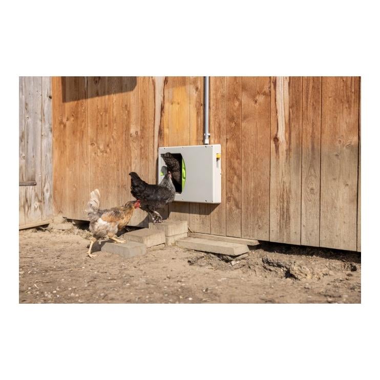 Hühnertür