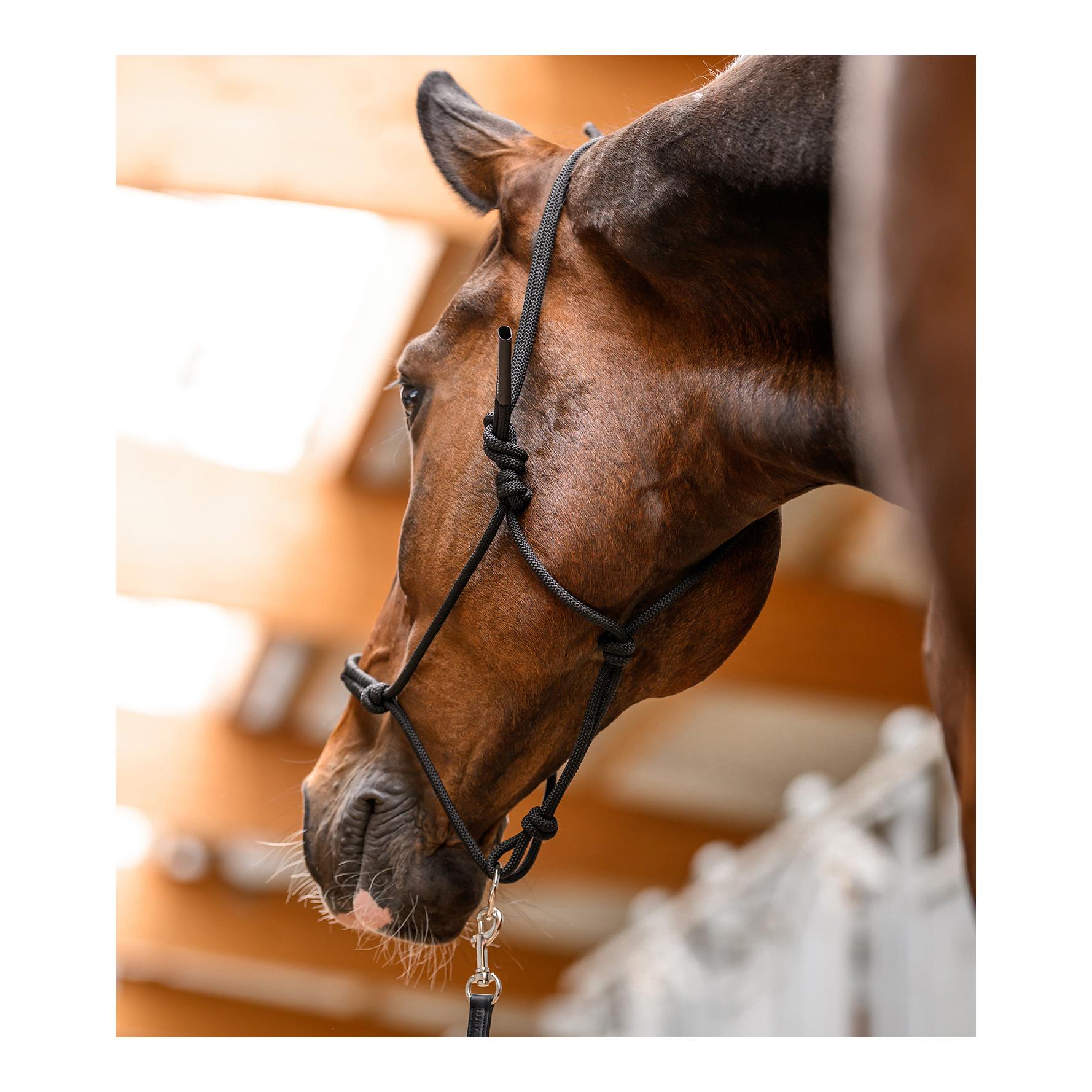 Waldhausen Knotenhalfter mit beweglichem Ring