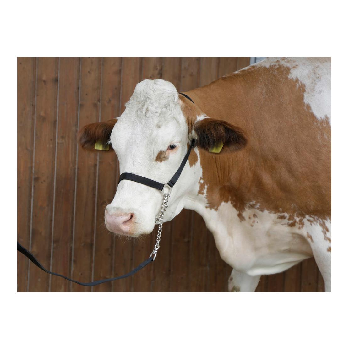 Image of Kerbl Nylon-Vorführhalfter - schwarz bei Hauptner.ch