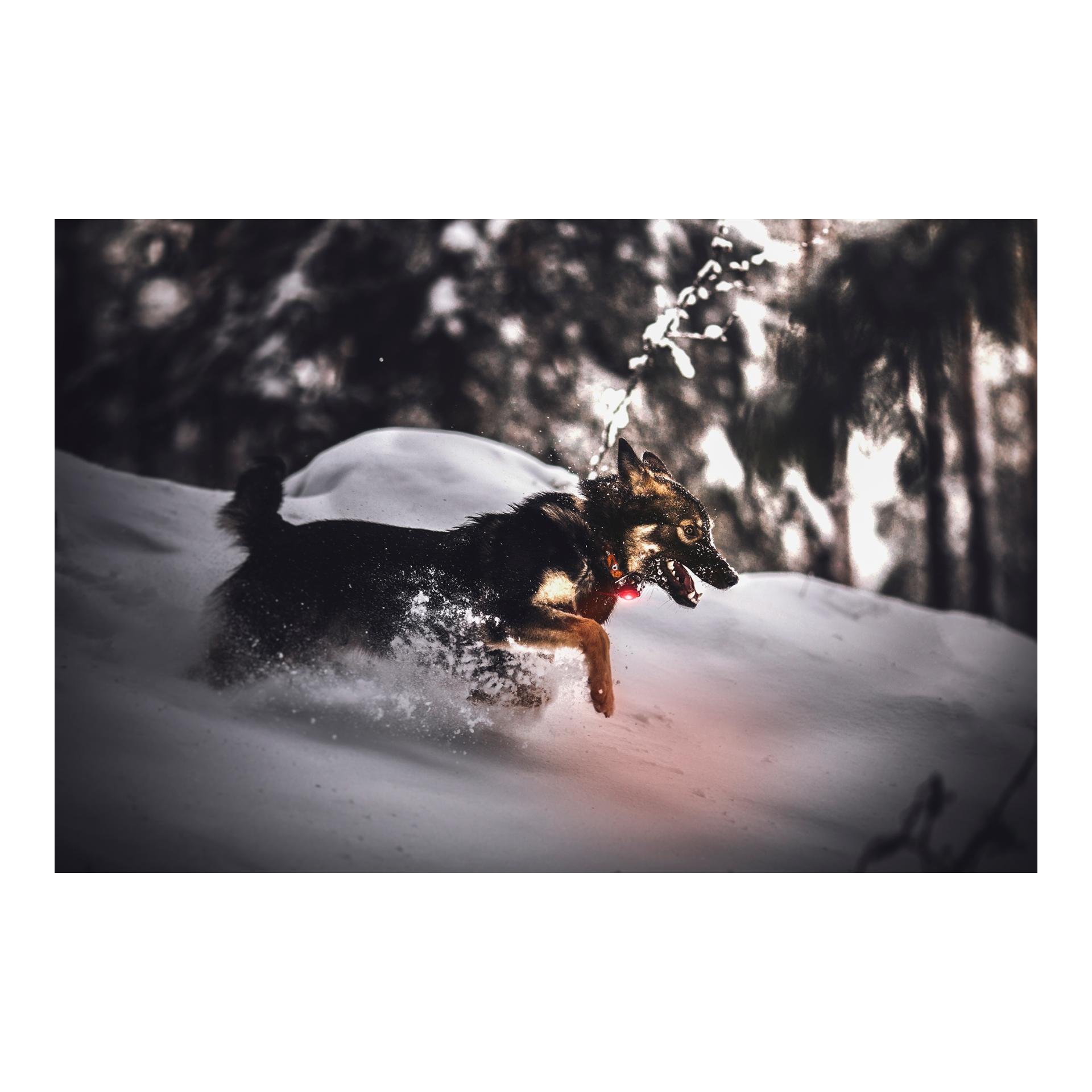 Safety Light Orbiloc Dog Dual - rot