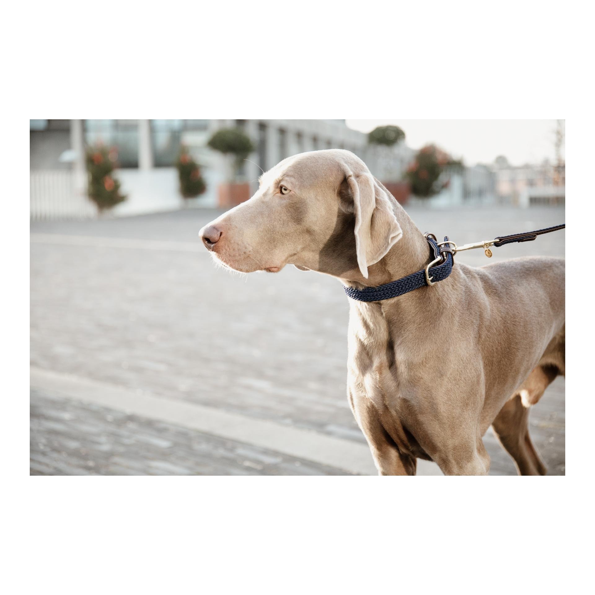 Hundeleine Nylon geflochten - navy