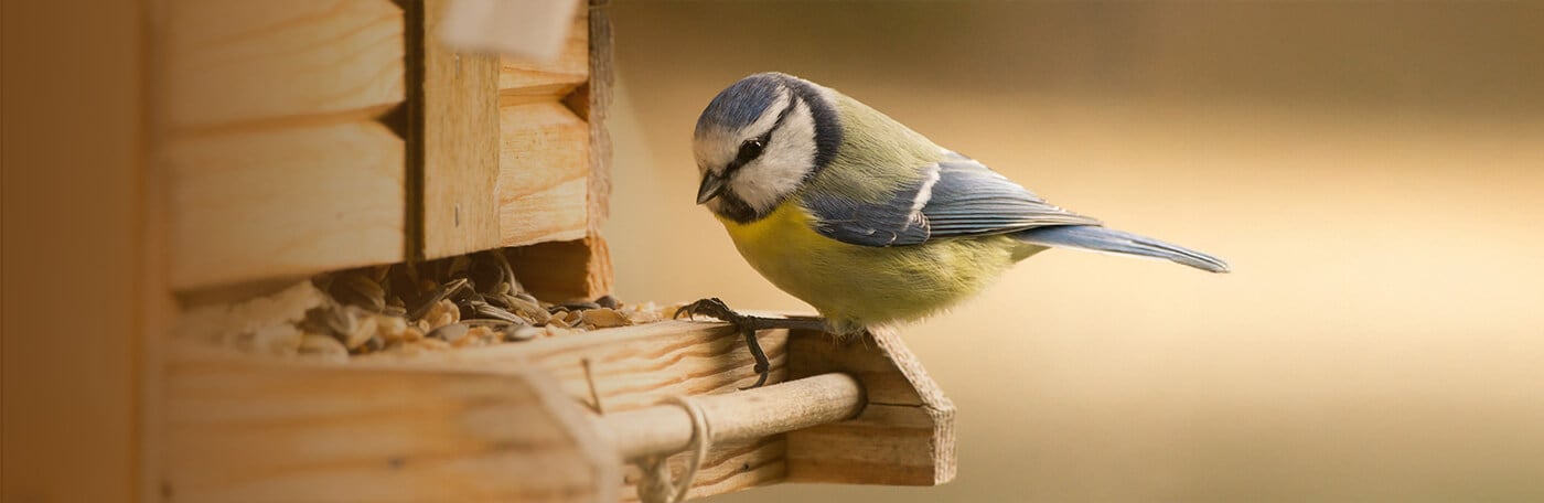 Hauptner-Heimtier-vogel