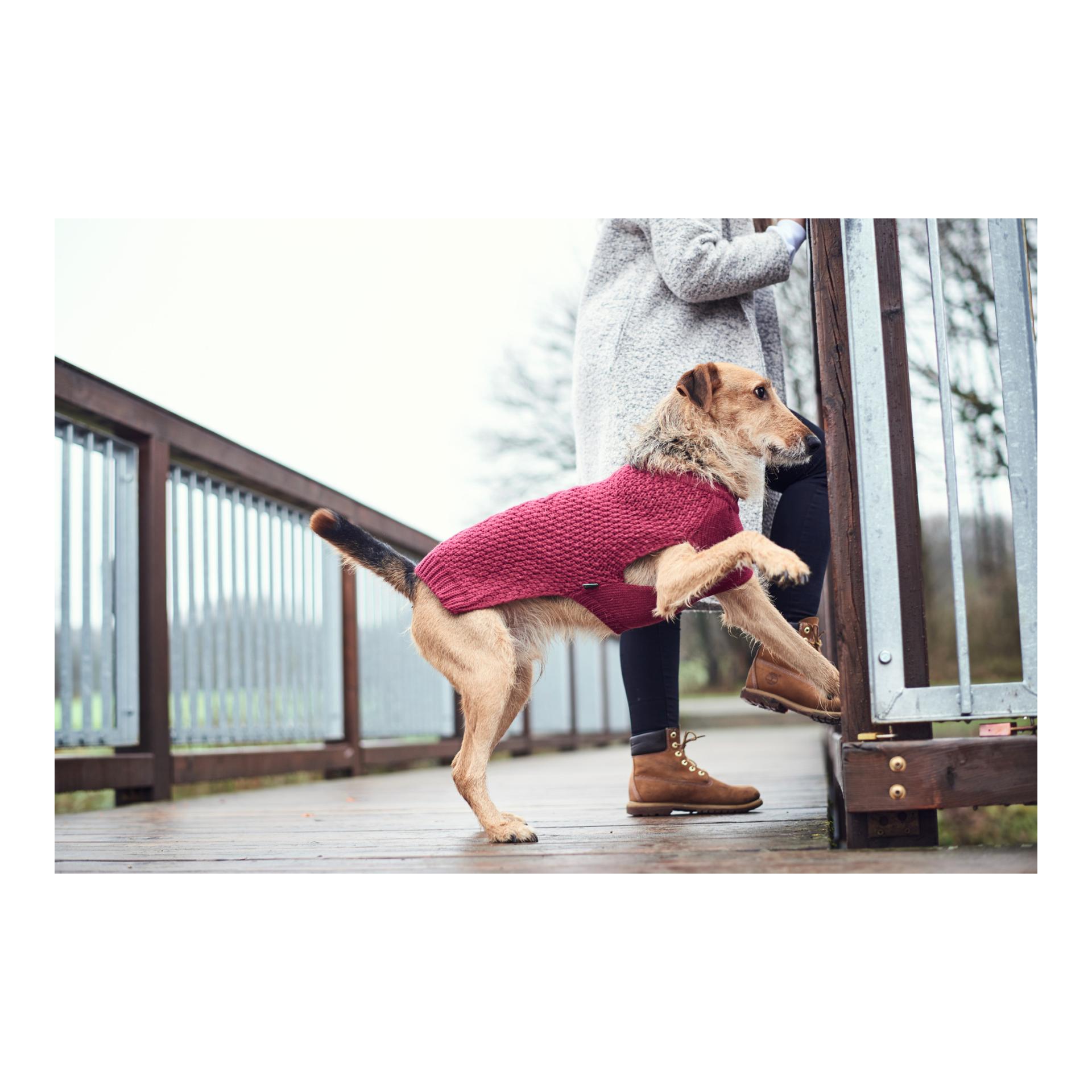 Hundepullover Malmö - bordeaux