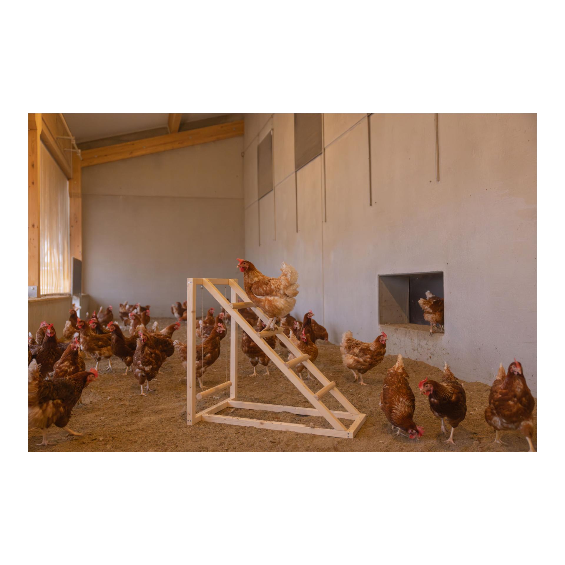 Kletterturm mit Schaukel für Hühner