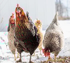 HP-Heimtier-Huehner-279x250