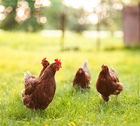 HP-Heimtier-Huehner-279x250