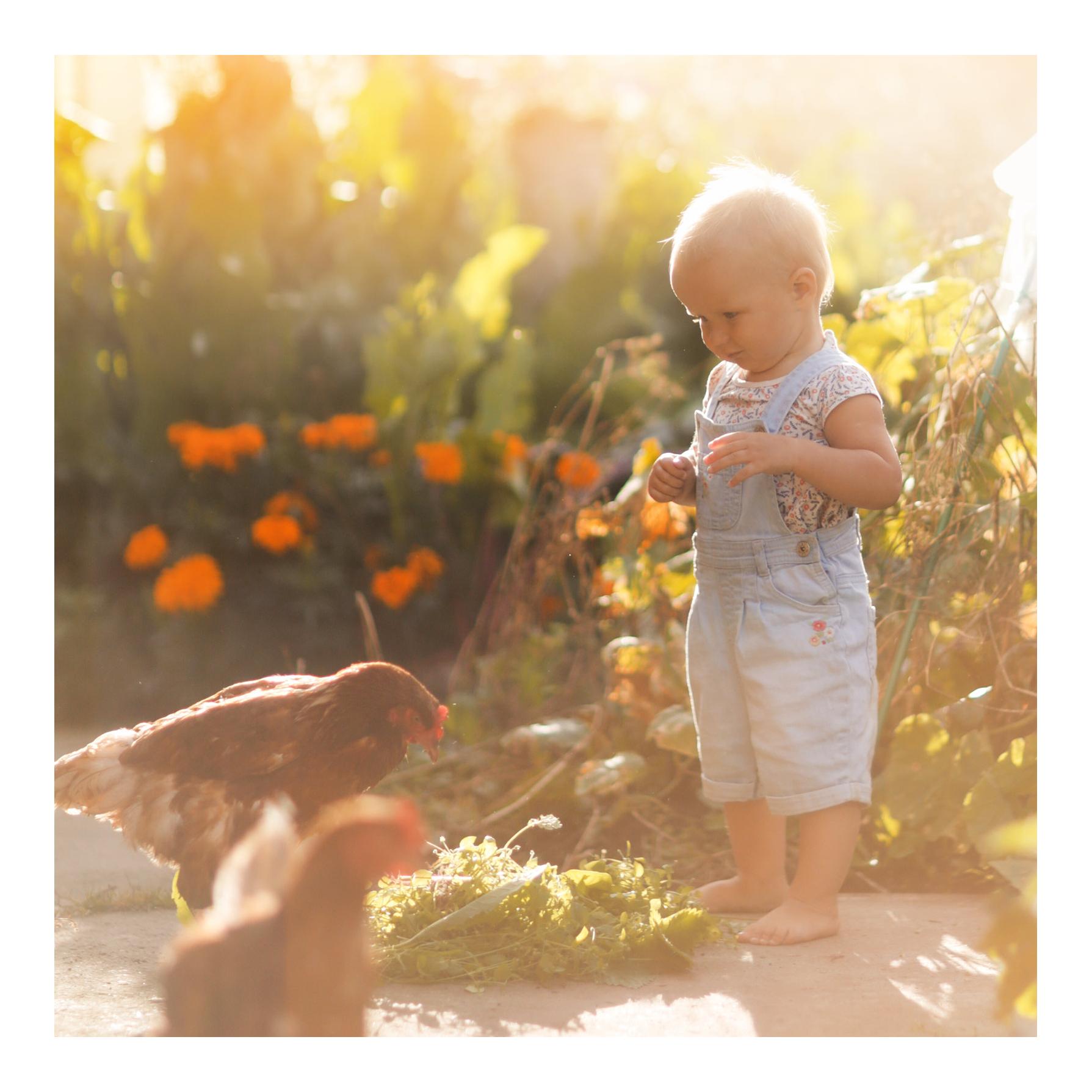 Herbes nobles pour poules - mélange de 19 herbes précieuses