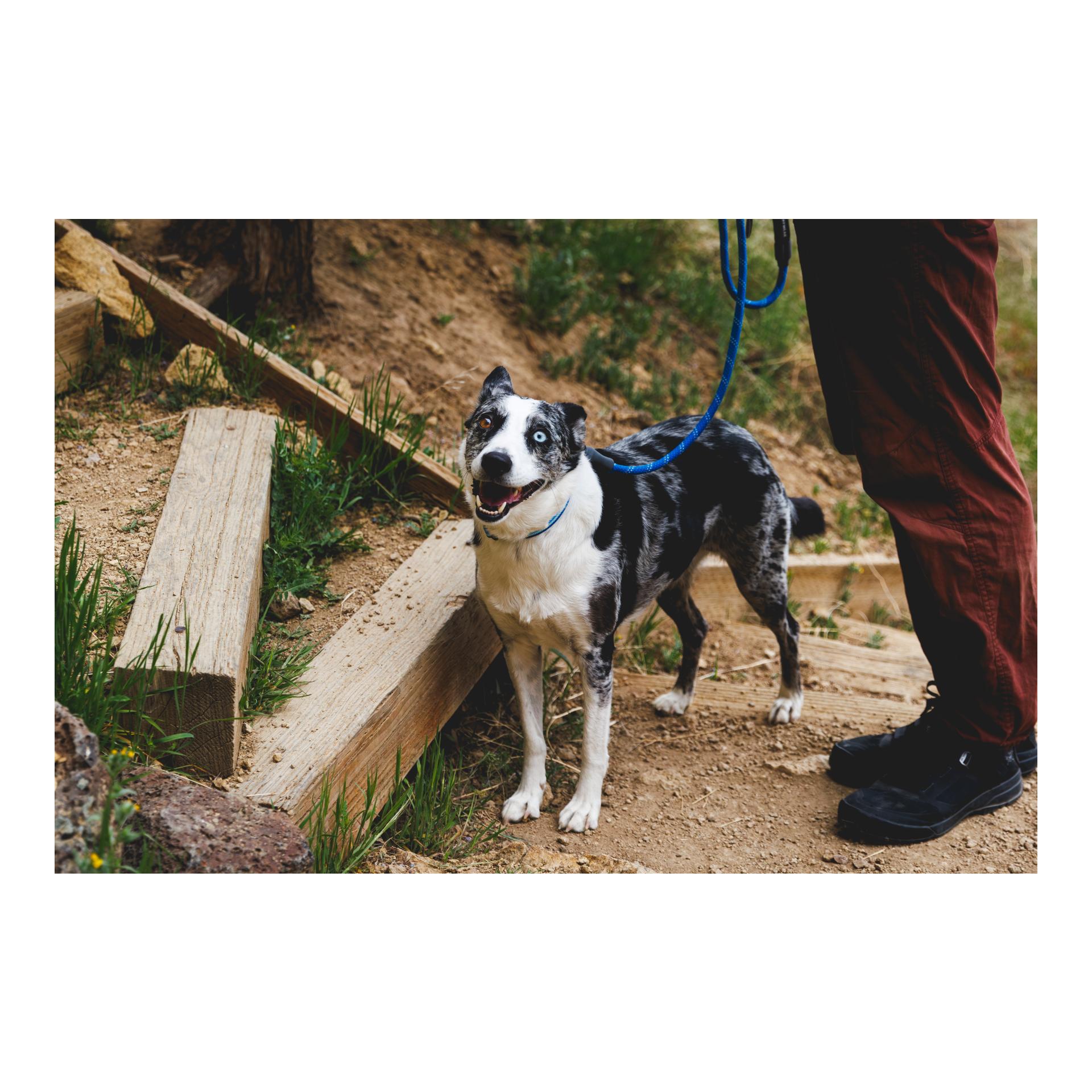 Laisse pour chien Knot-a-Leash