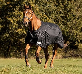 hauptner-pferdesport