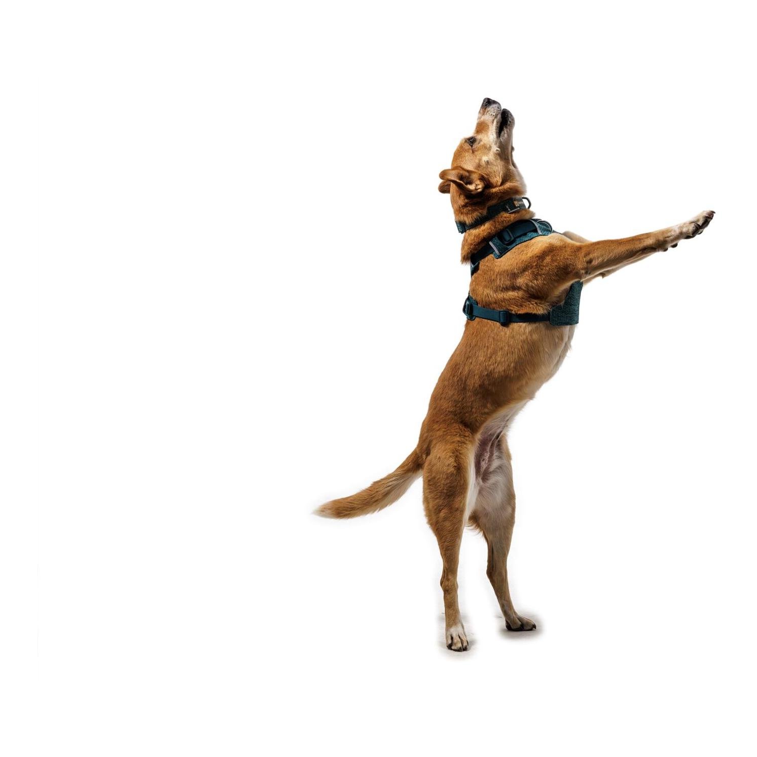 Ruffwear Front Range® Flex Hundegeschirr