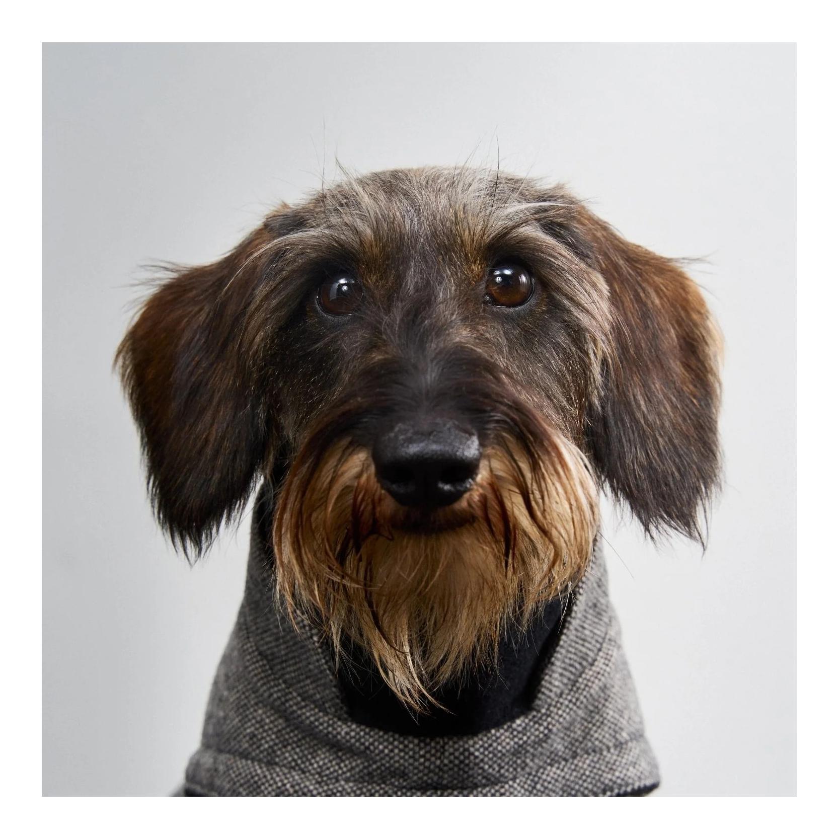 Winter Hundemantel Brooklyn Dackel