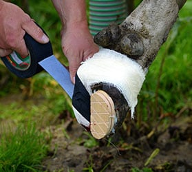 Hauptner-VET-KAT-Nutztiere