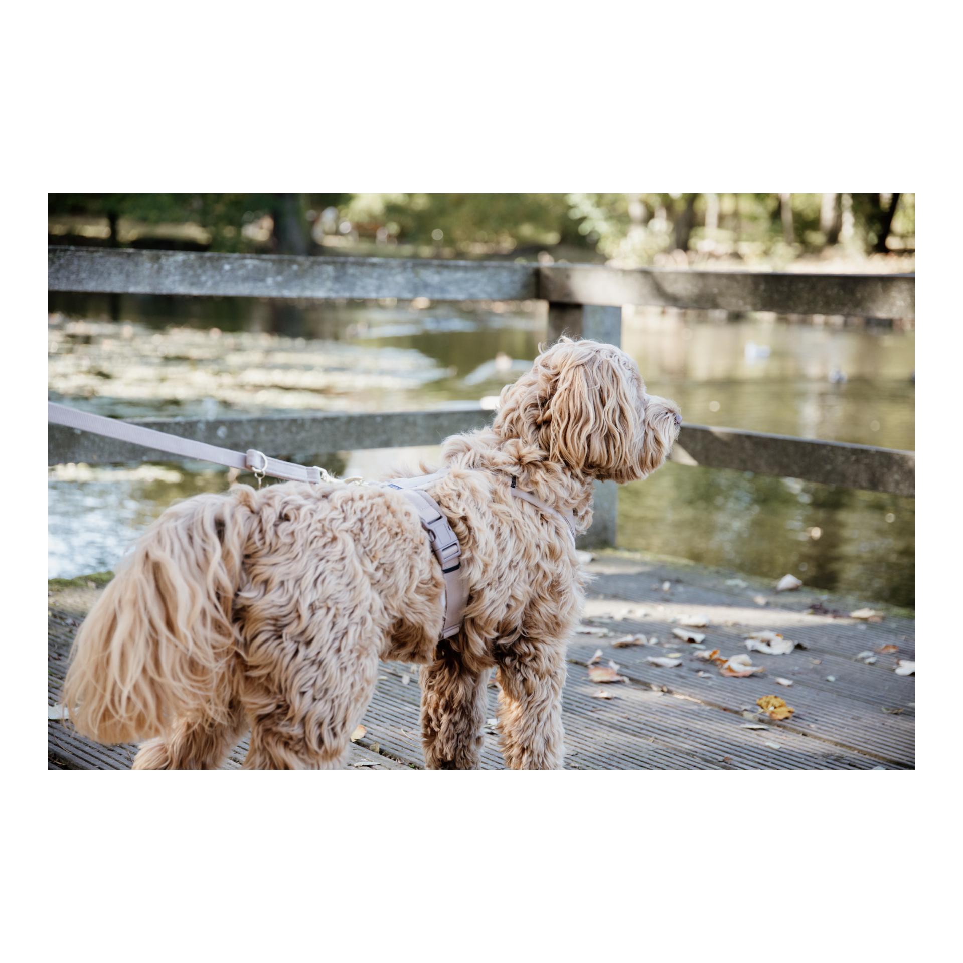 Hundegeschirr Active Velvet