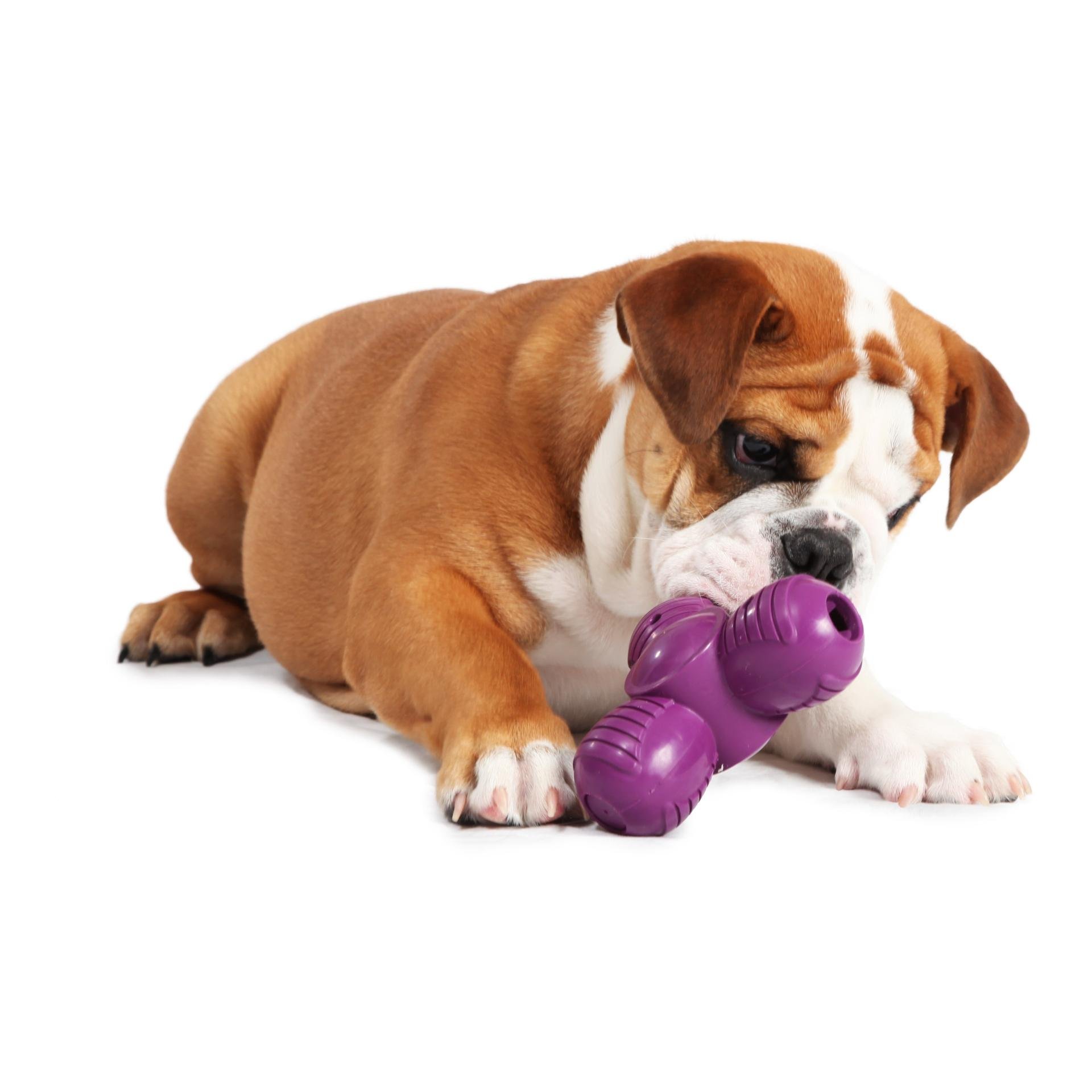 Busy Buddy Squeak 'n Treat Troog