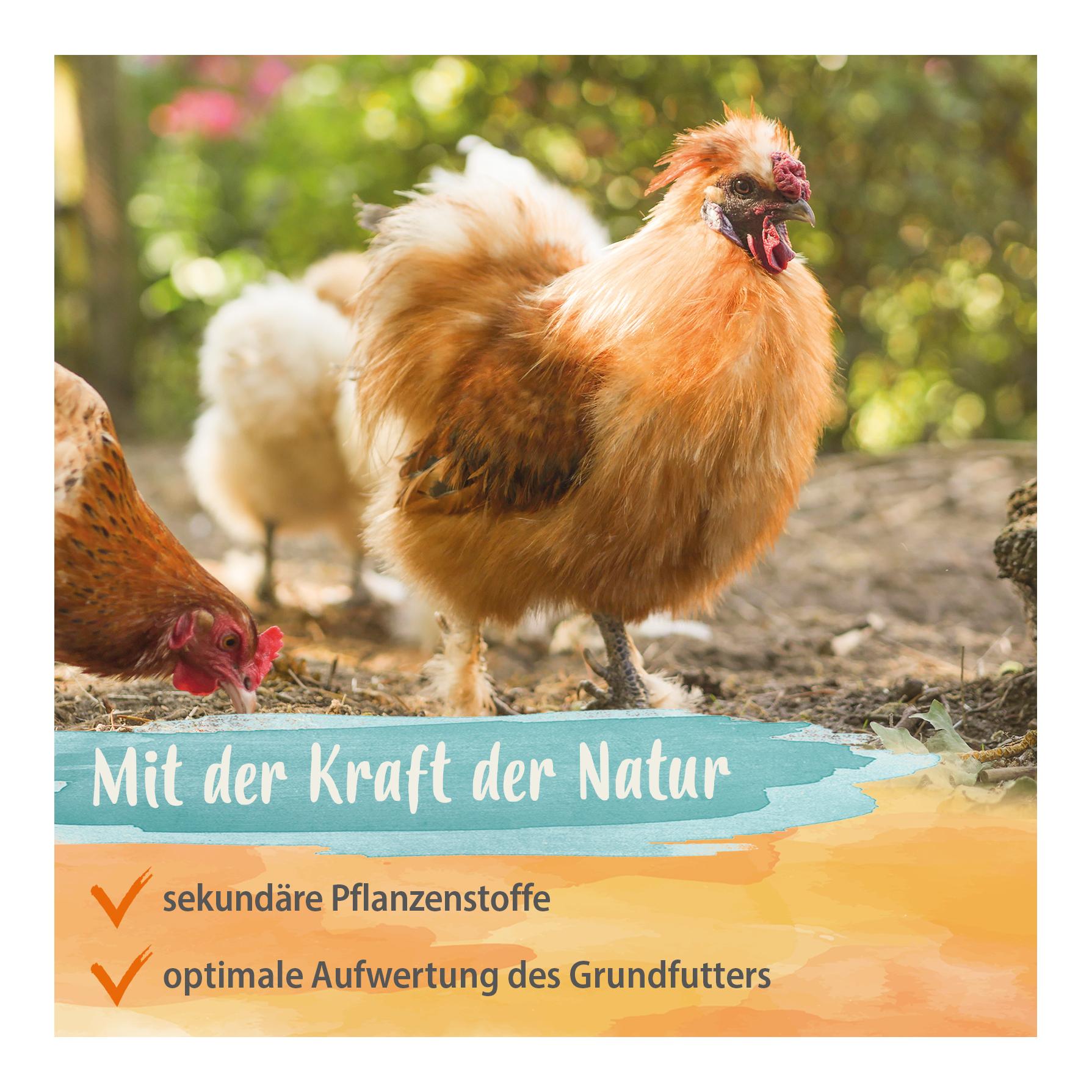 ReVital - zur Regeneration und Stärkung nach Milbenbefall, Wurm- und Kokzidienbelastung