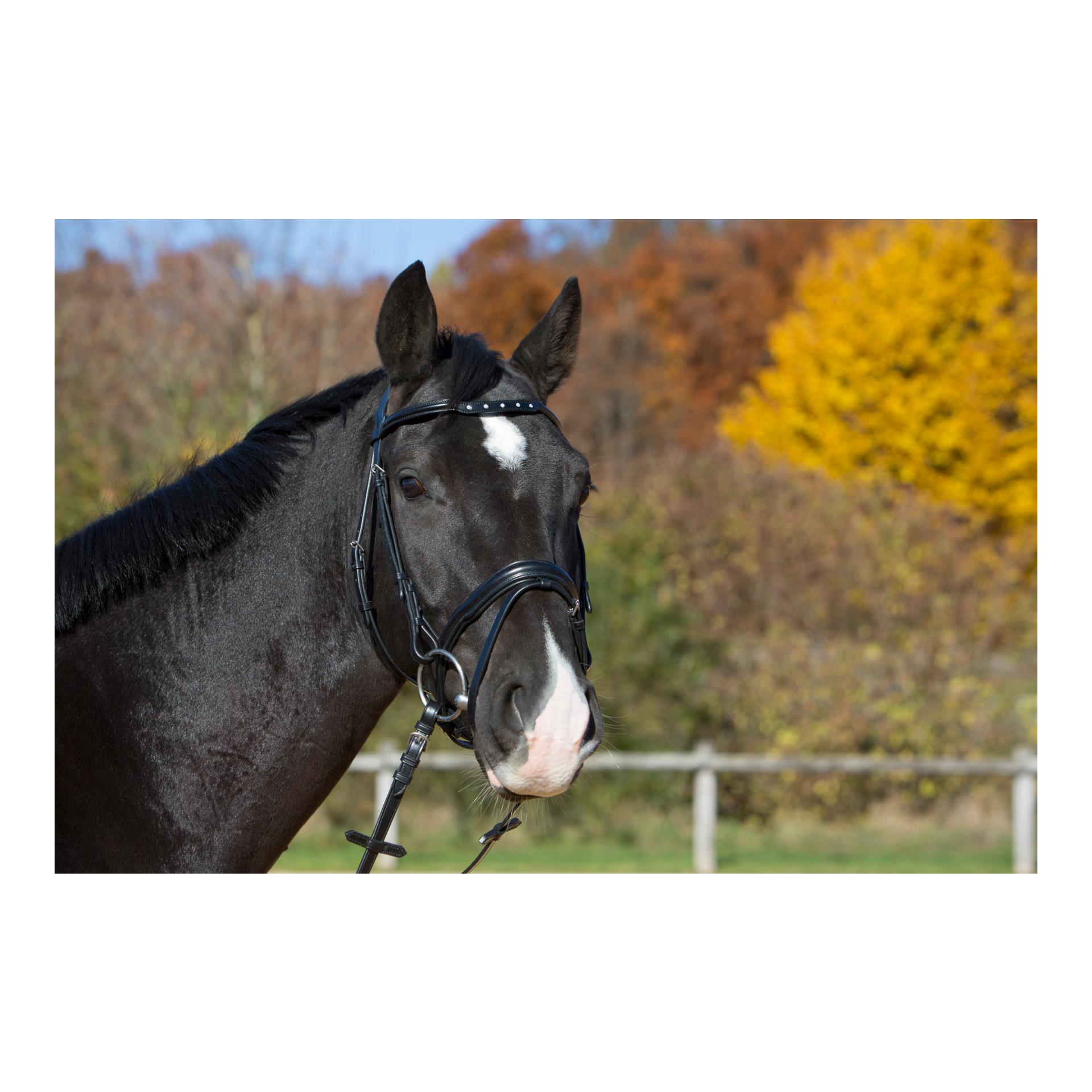 Black Friday !! Bride Melina - noir