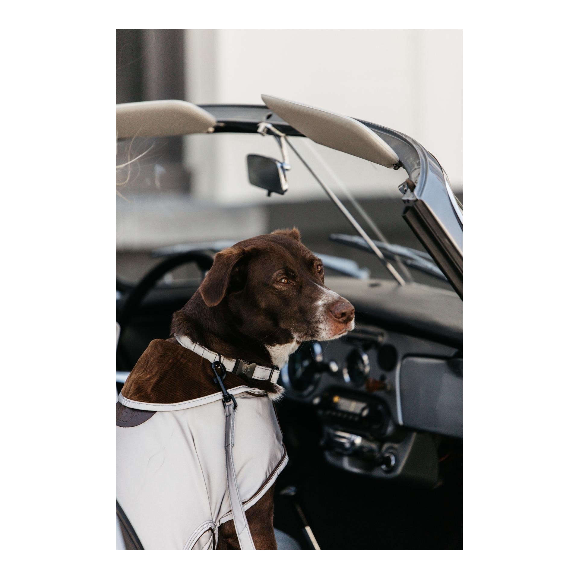 Hundehalsband Reflective - silber