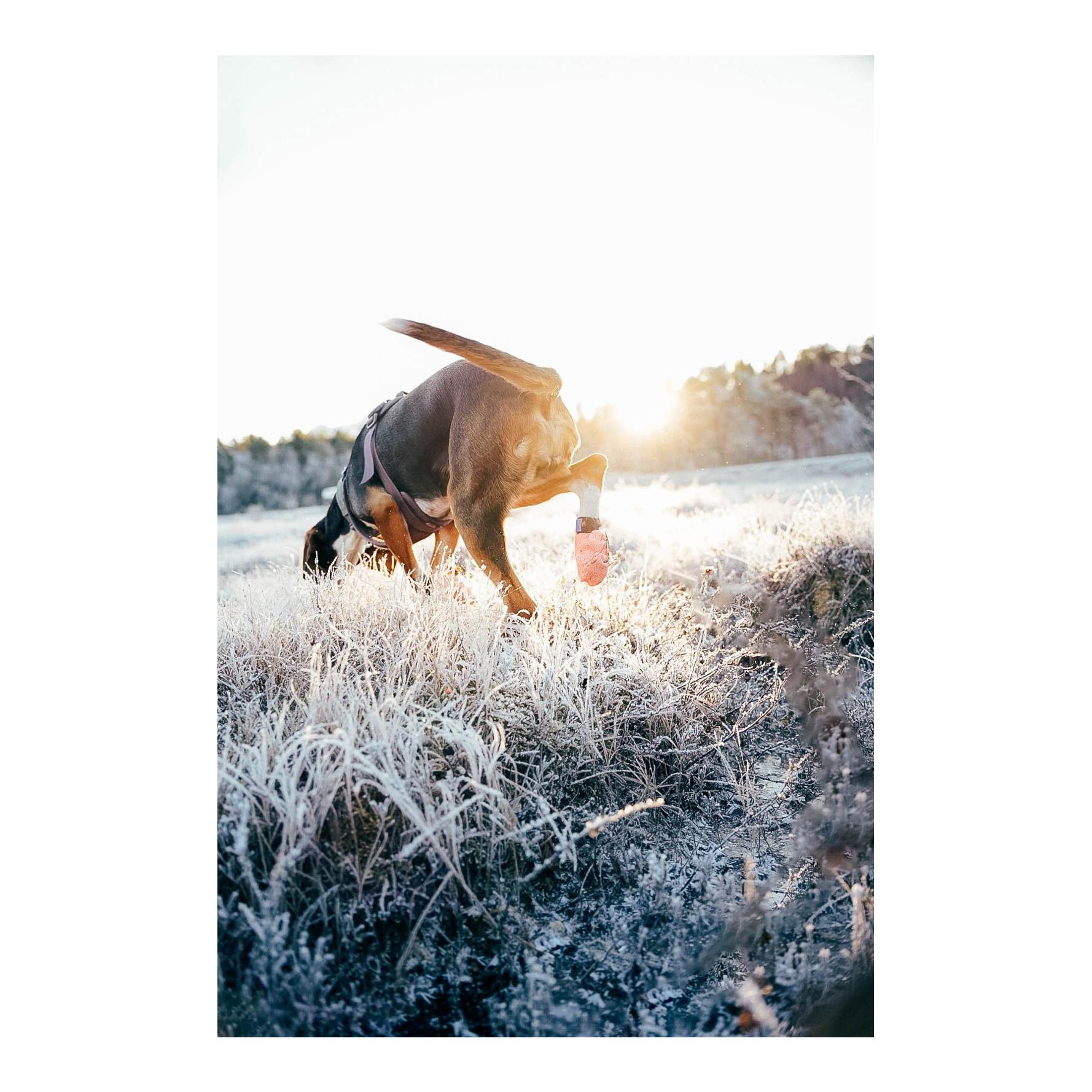 Protector Light Socks Chaussures pour chiens