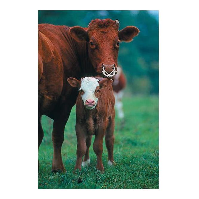 Viehsaugentwöhner MÜLLER