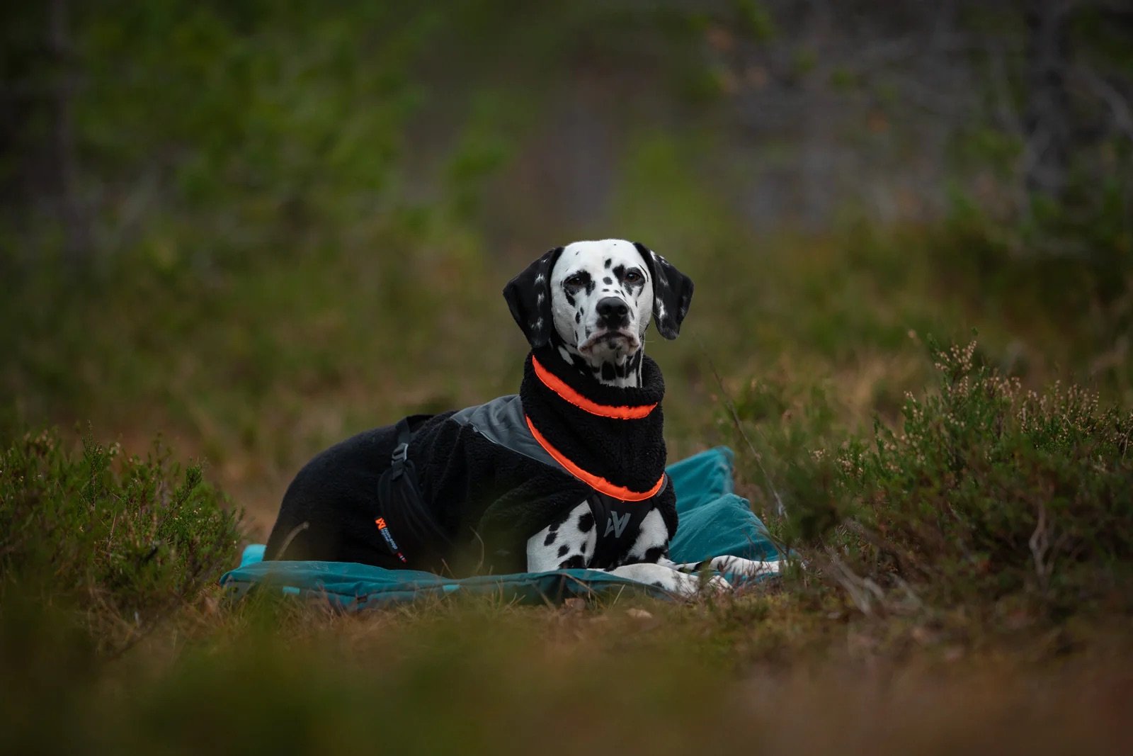 Hundejacke Trekking fleece 