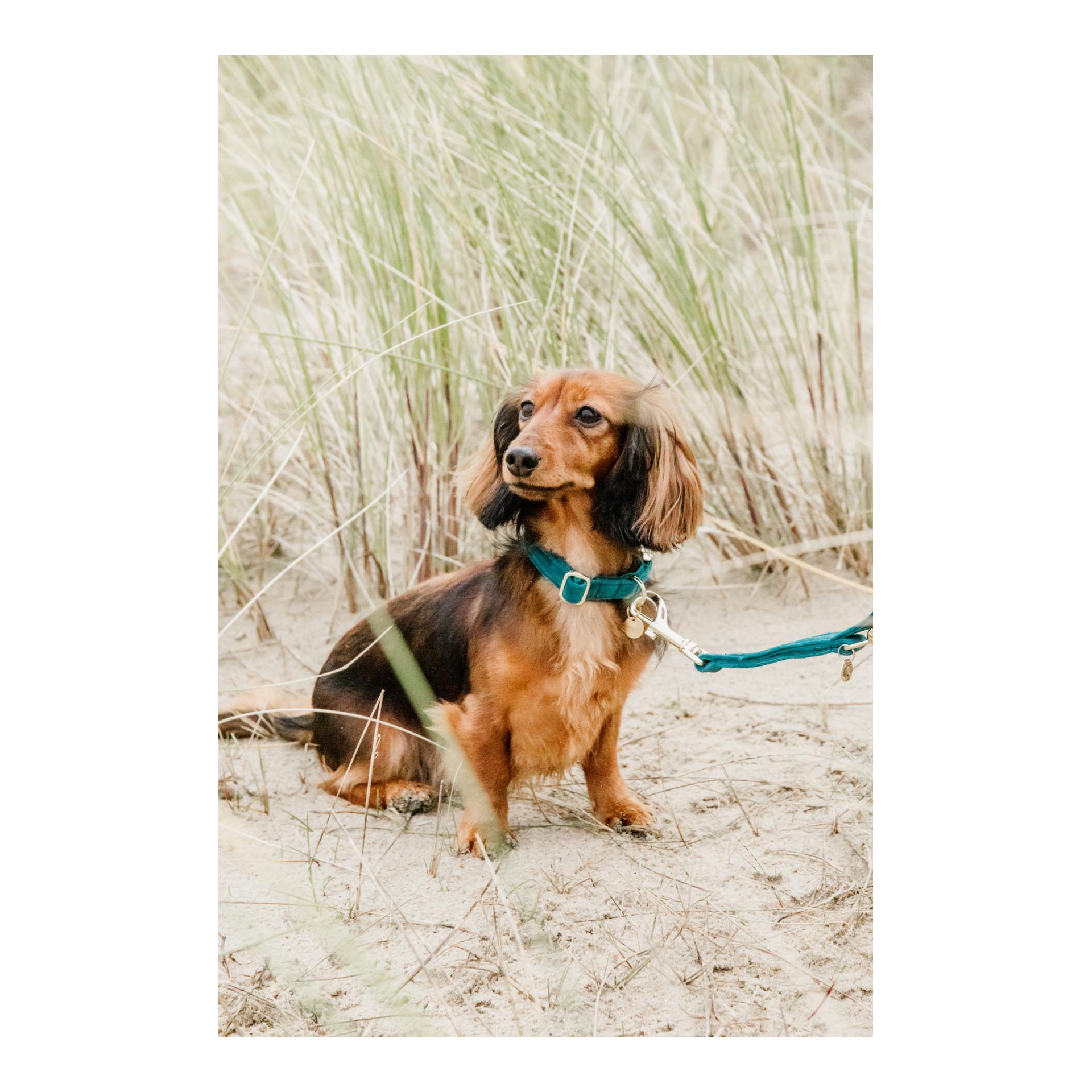 Hundehalsband Velvet - emerald