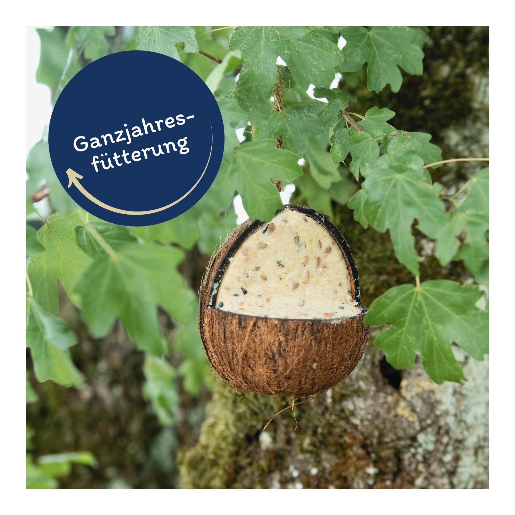 Ganze Kokosnuss V-Cut gefüllt