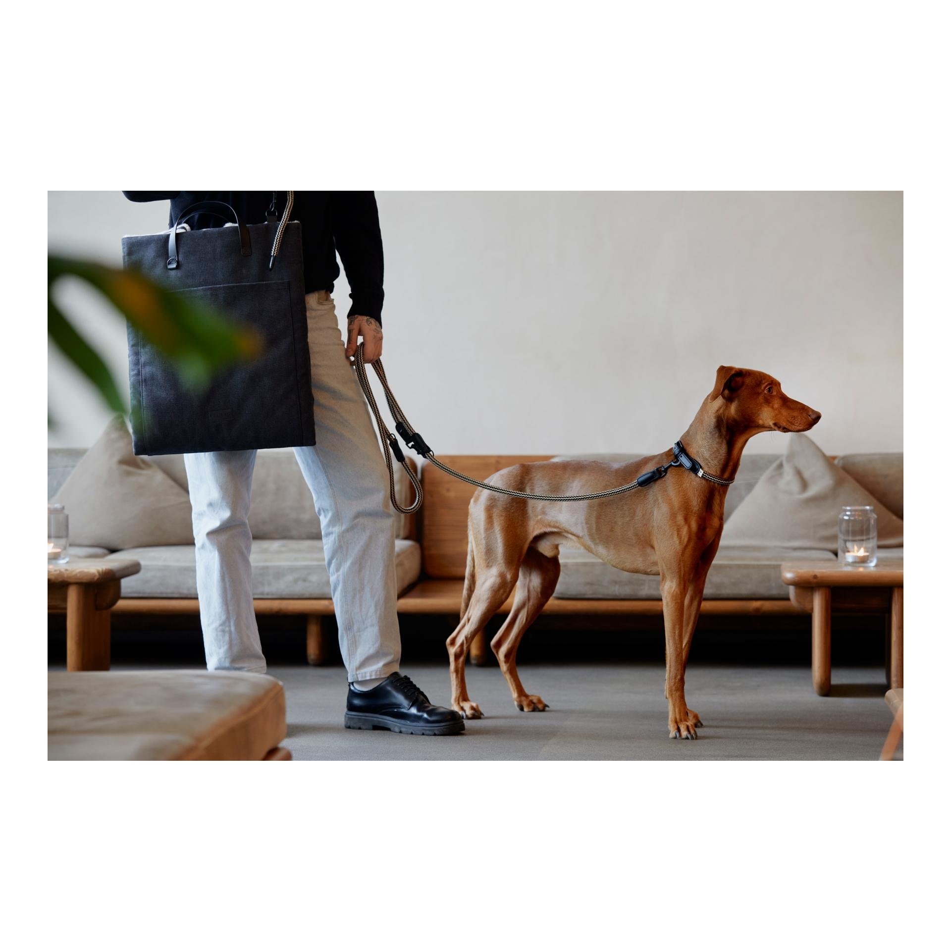 Hundehalsband Mauerpark