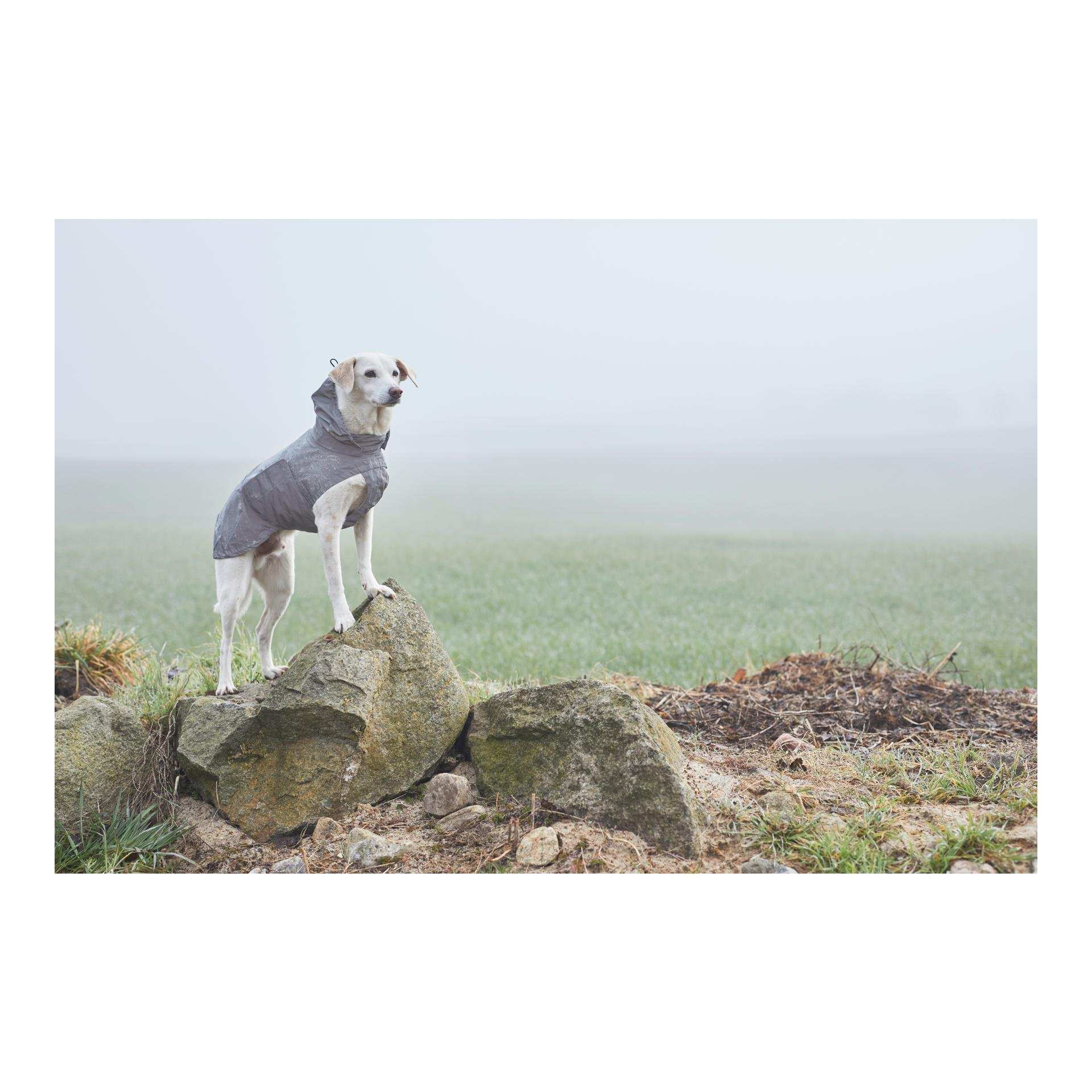 Hunderegenmantel Berlin - reflective