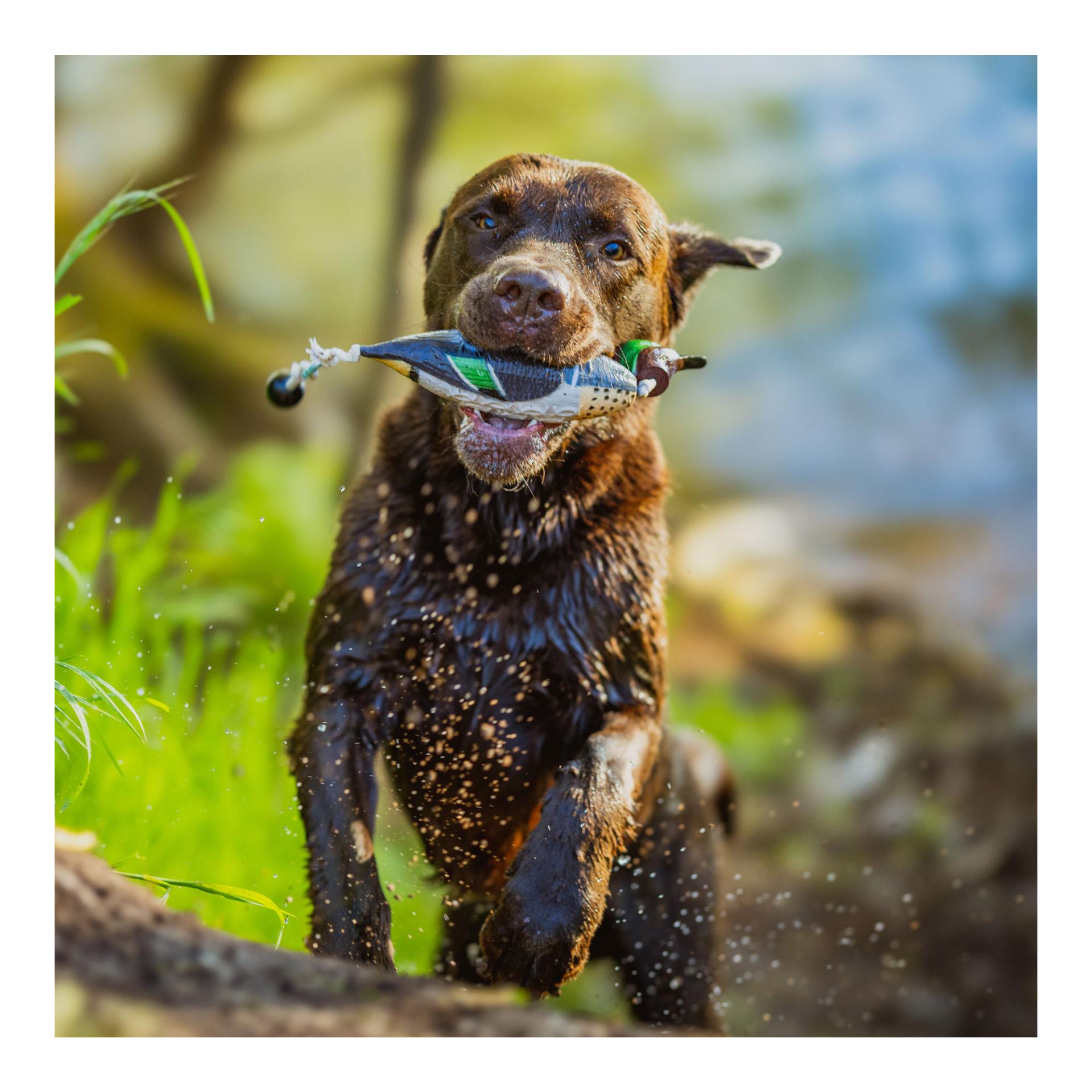 Apportierdummy Krickente