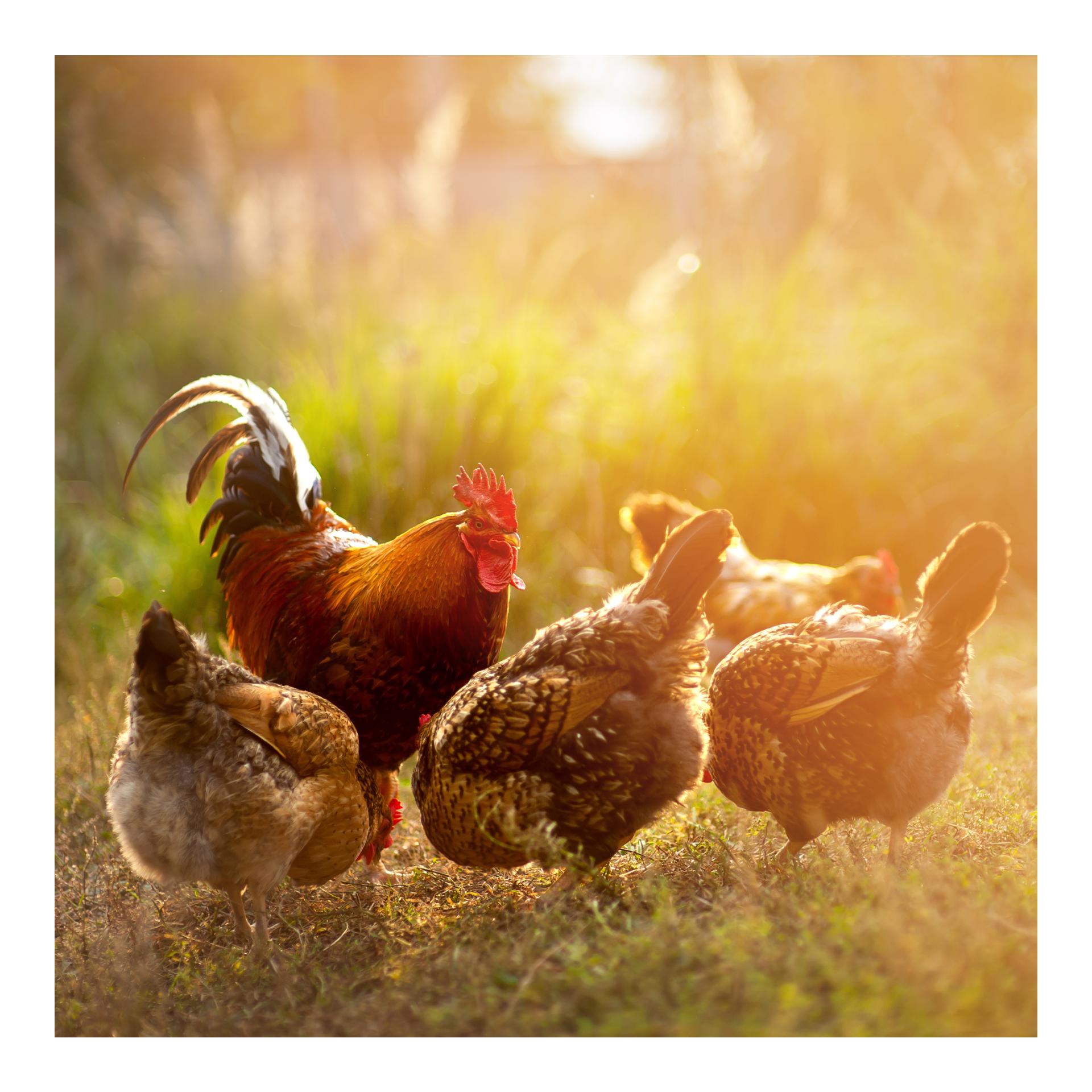 Geflügel Bierhefe Spezial - Futterergänzung für Geflügel