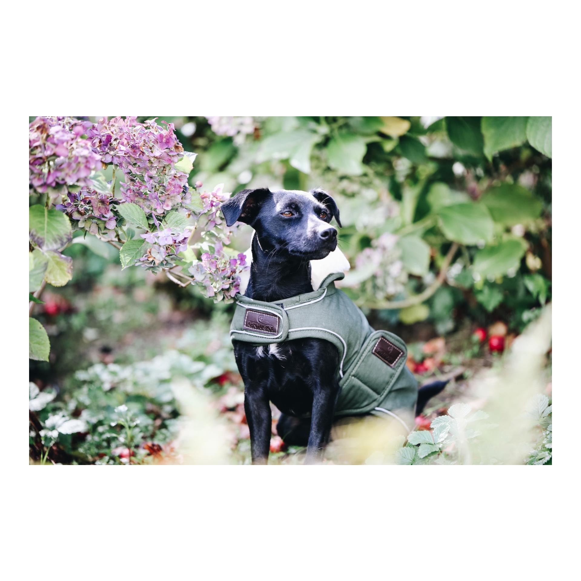 Hundemantel wasserdicht 300g - olive green