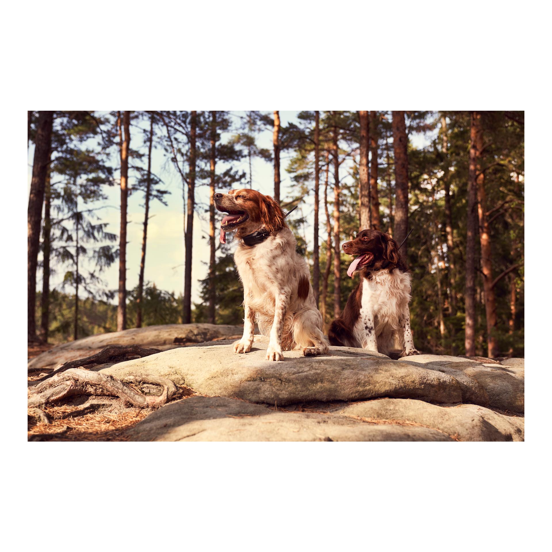 GPS X30 Hundeortungsgerät