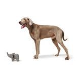 Jouet pour chien Eiby éléphant - gris