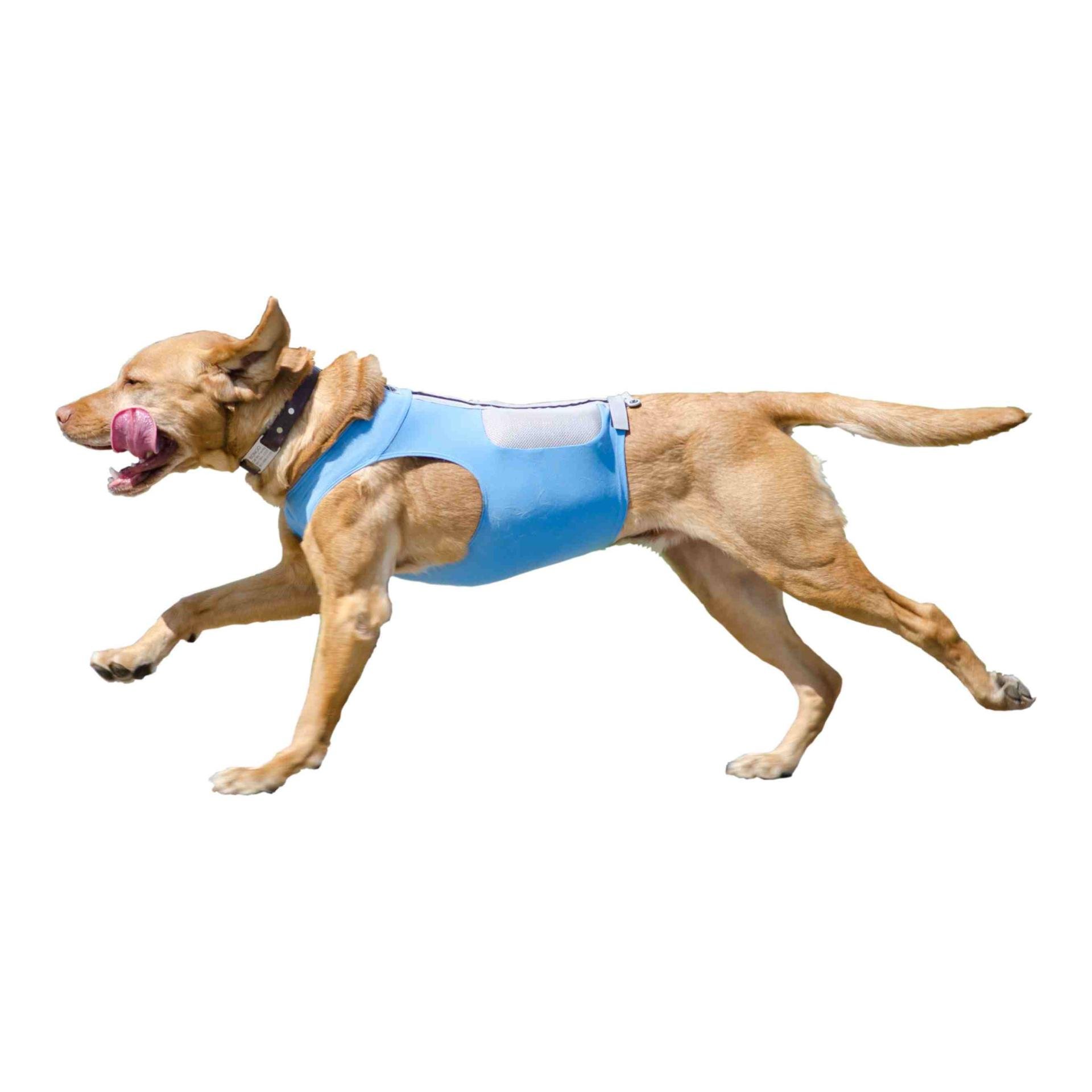 K9FIT Vest Starter Kit K9FIT Vest Starter Kit