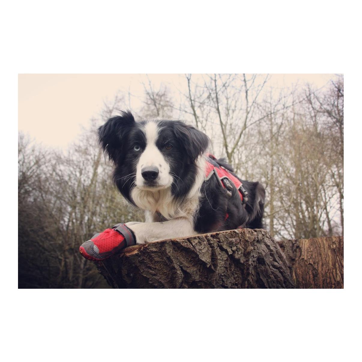 Grip Trex™ - Chaussures pour chien 2 pièces - noir