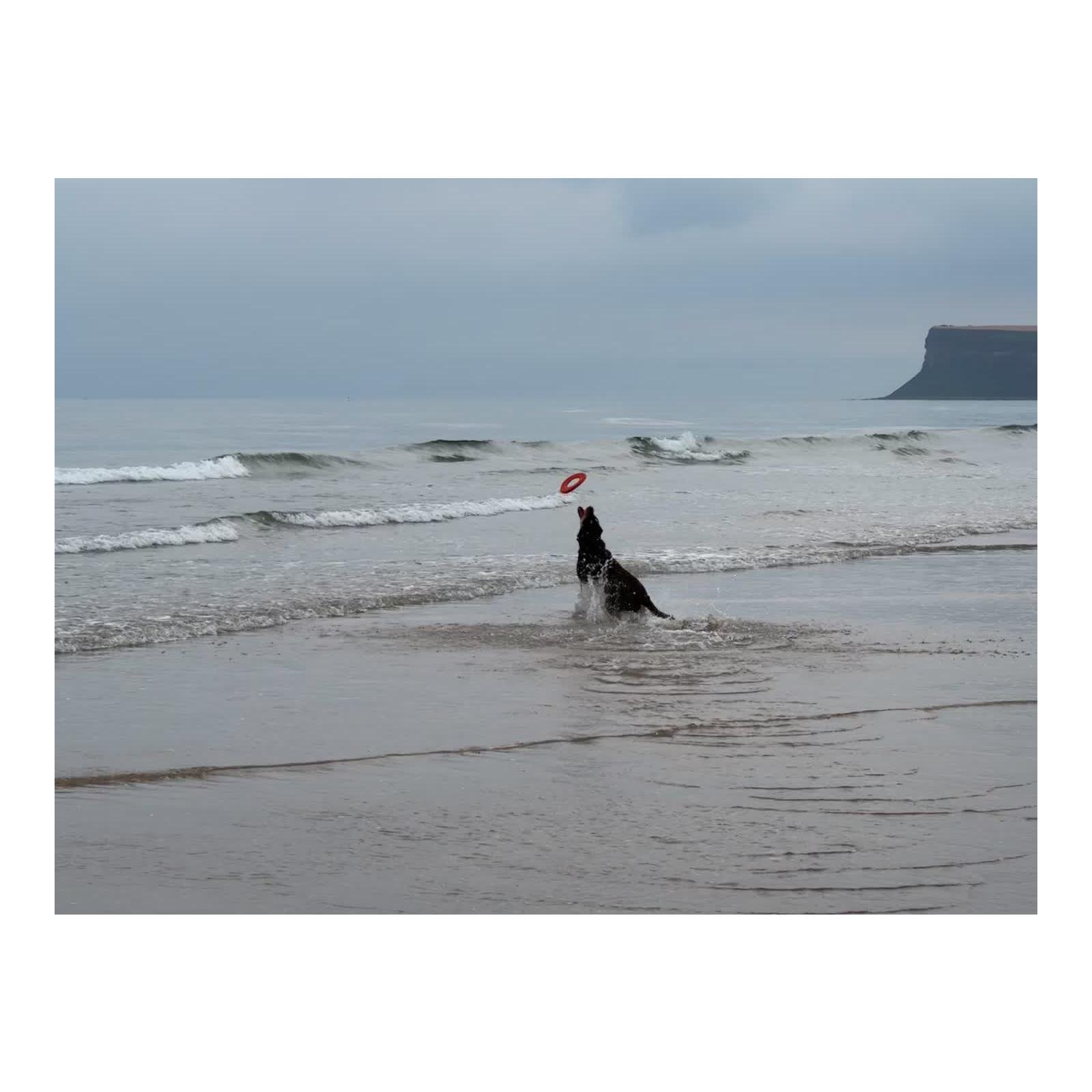 Hundespielzeug Hydro Plane Frisbee