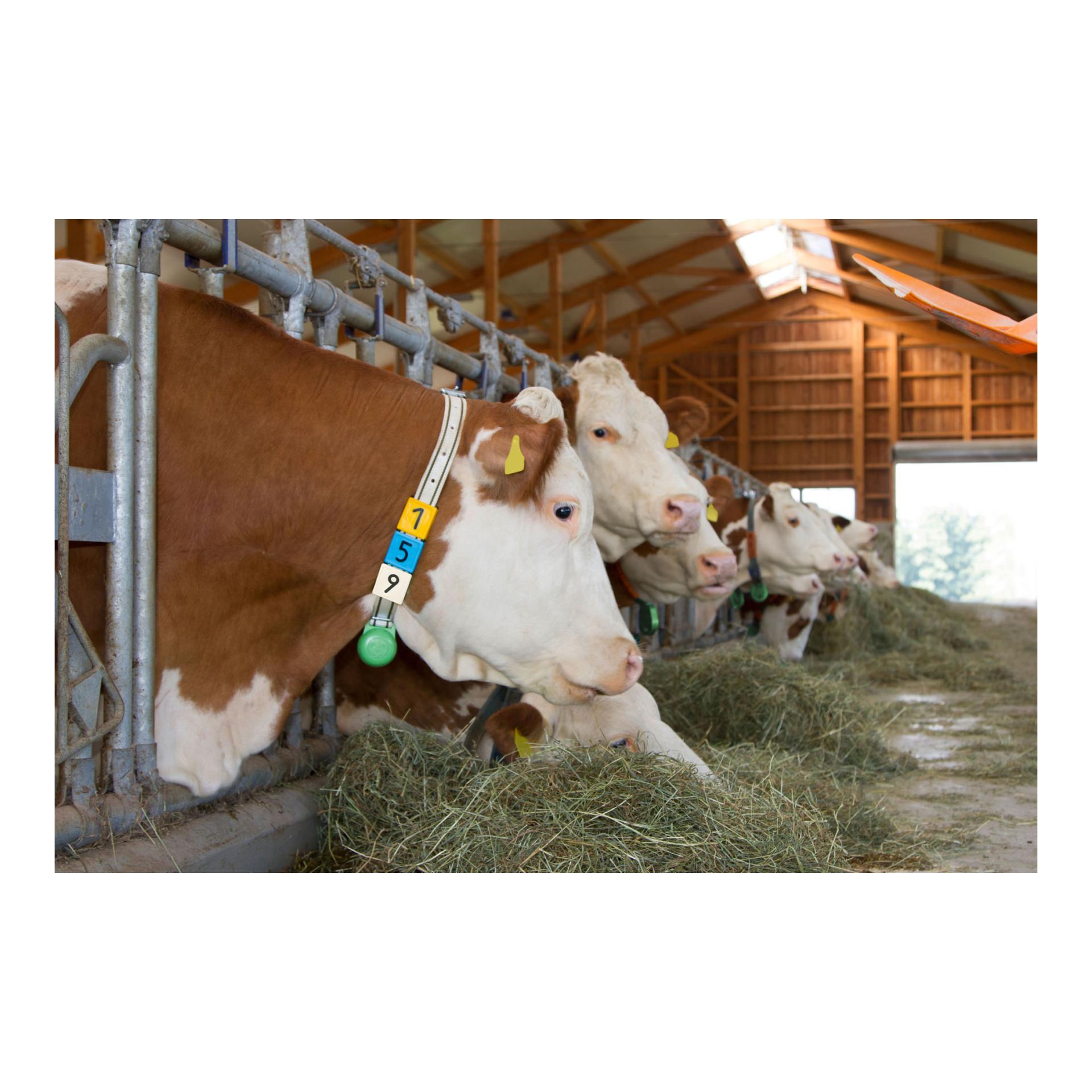 Halsbandnummer Duo - 6er Pack