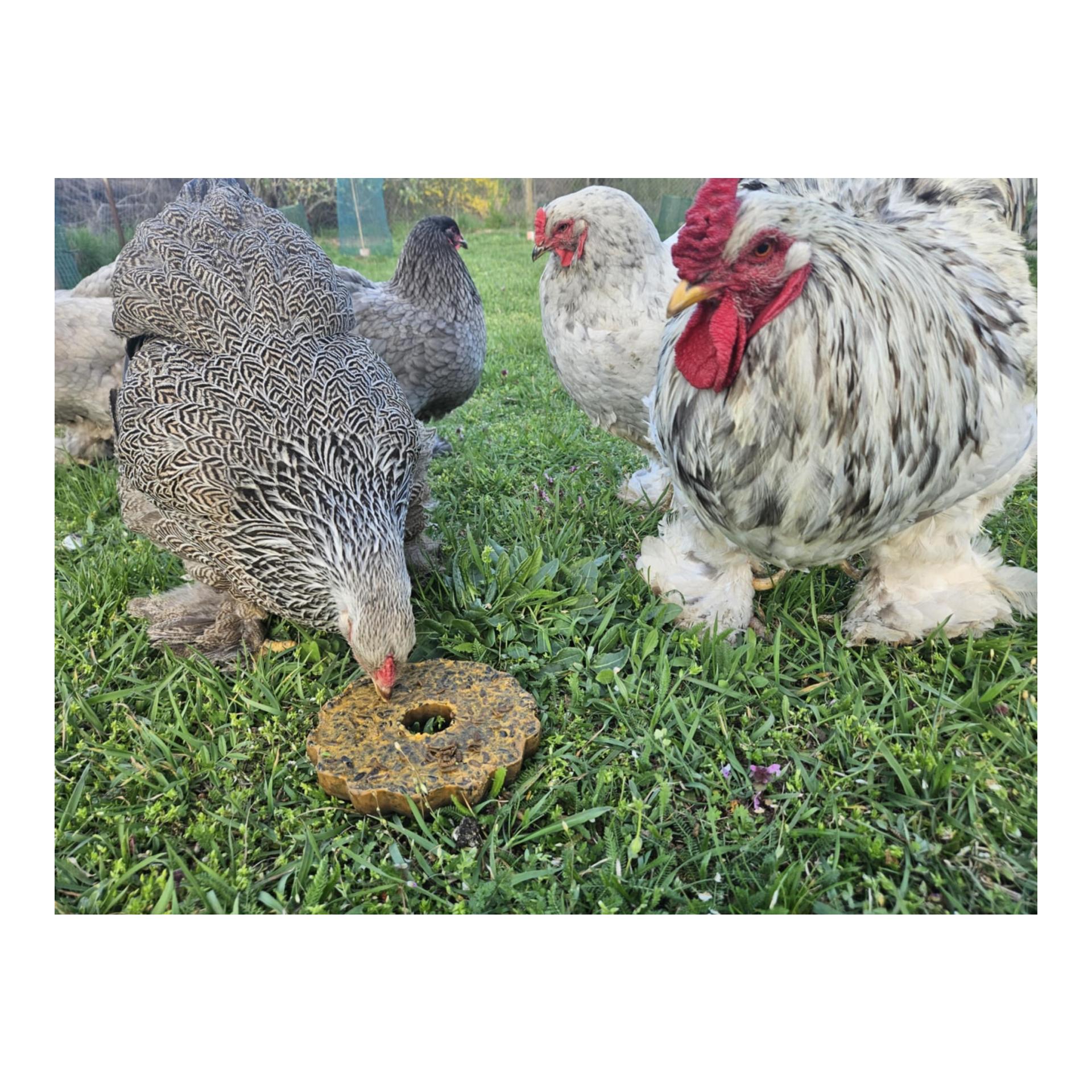 Hauptner Grosser Energie Gugelhupf