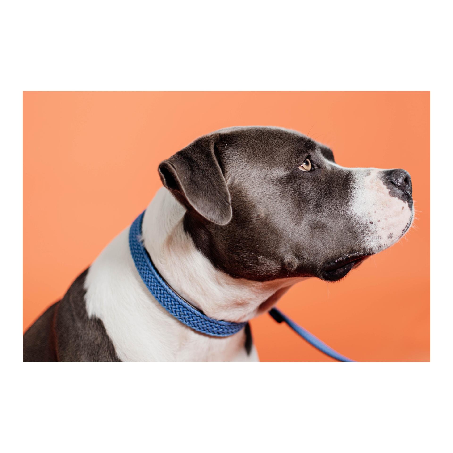 Hundehalsband Nylon geflochten