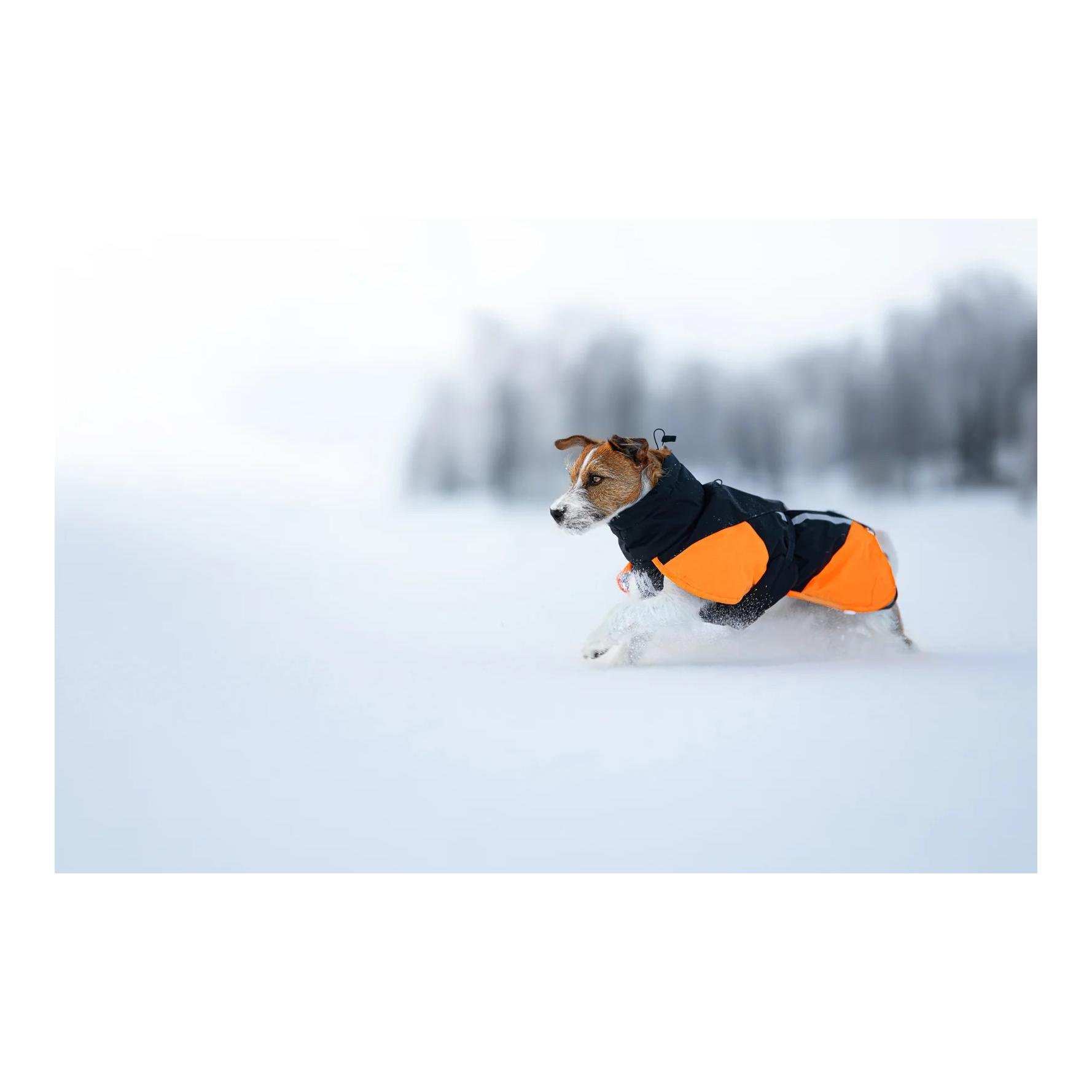 Hunde Winterjacke Glacier jacket 3.0