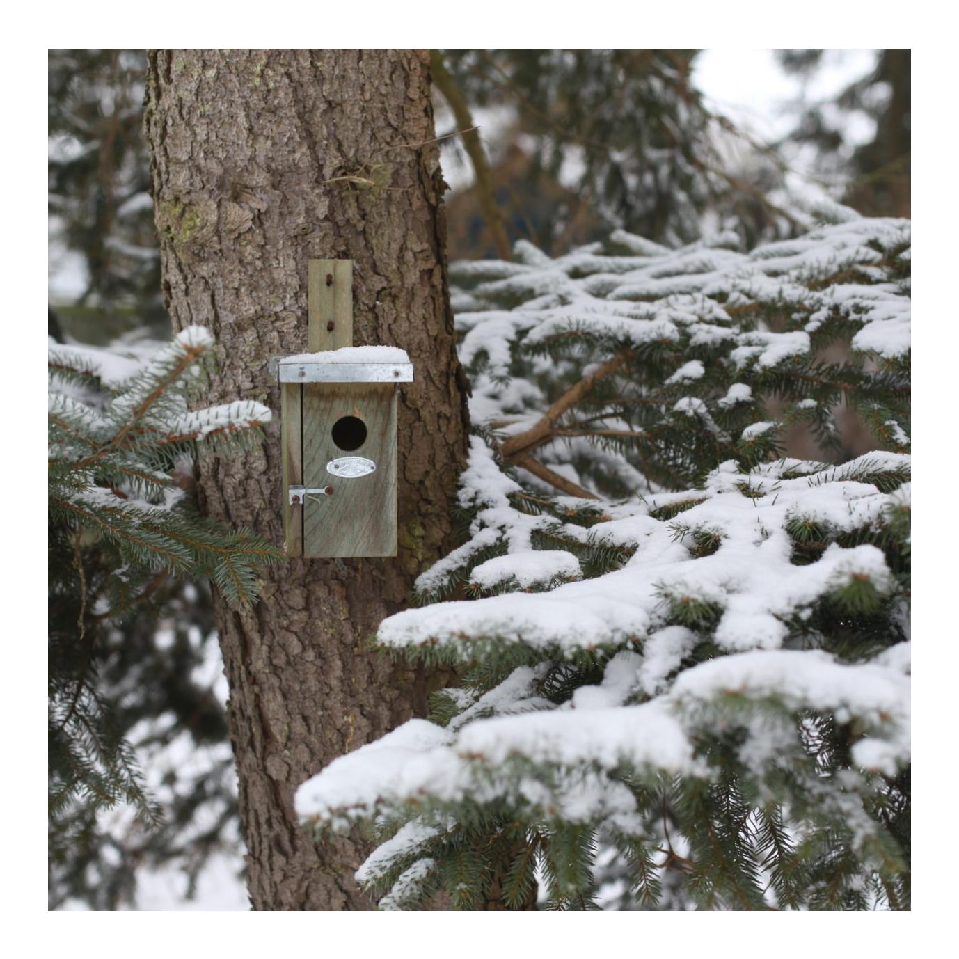 Nistkasten Zaunkönig