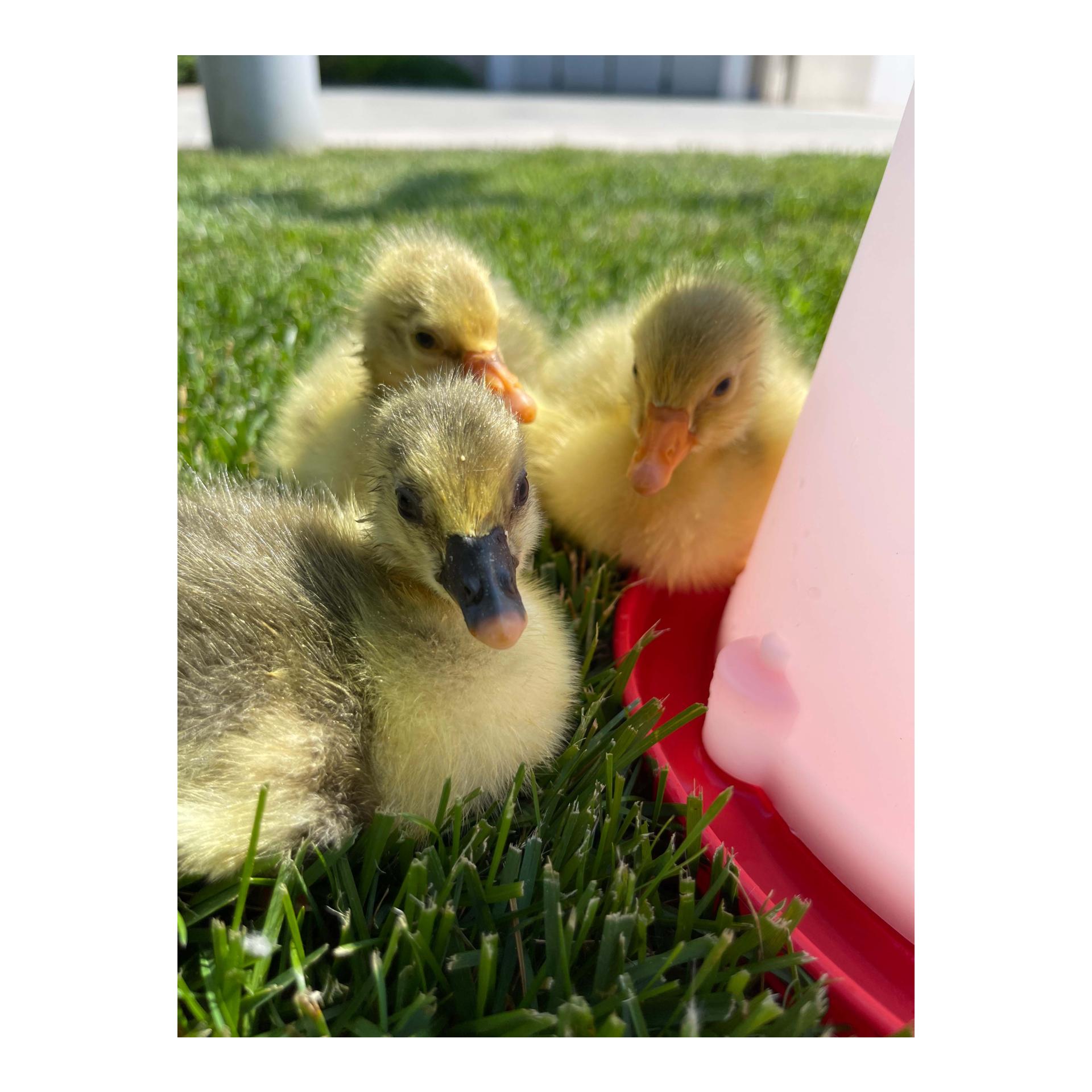 Siphontränke für Geflügel