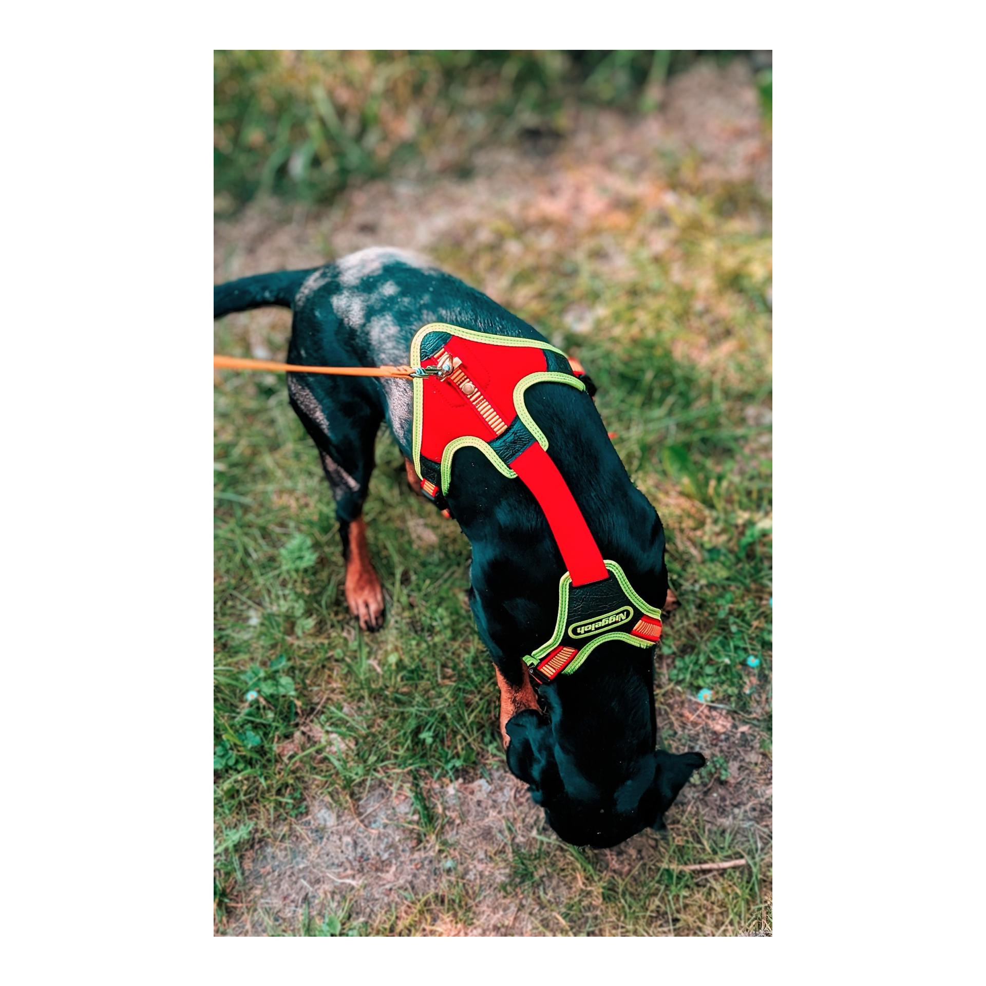 Hundeführgeschirr Follow Trail