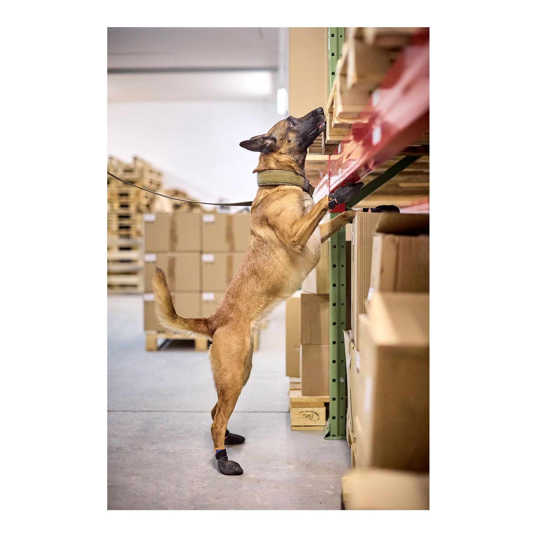 Hundehalsband Solid Collar Working Dog