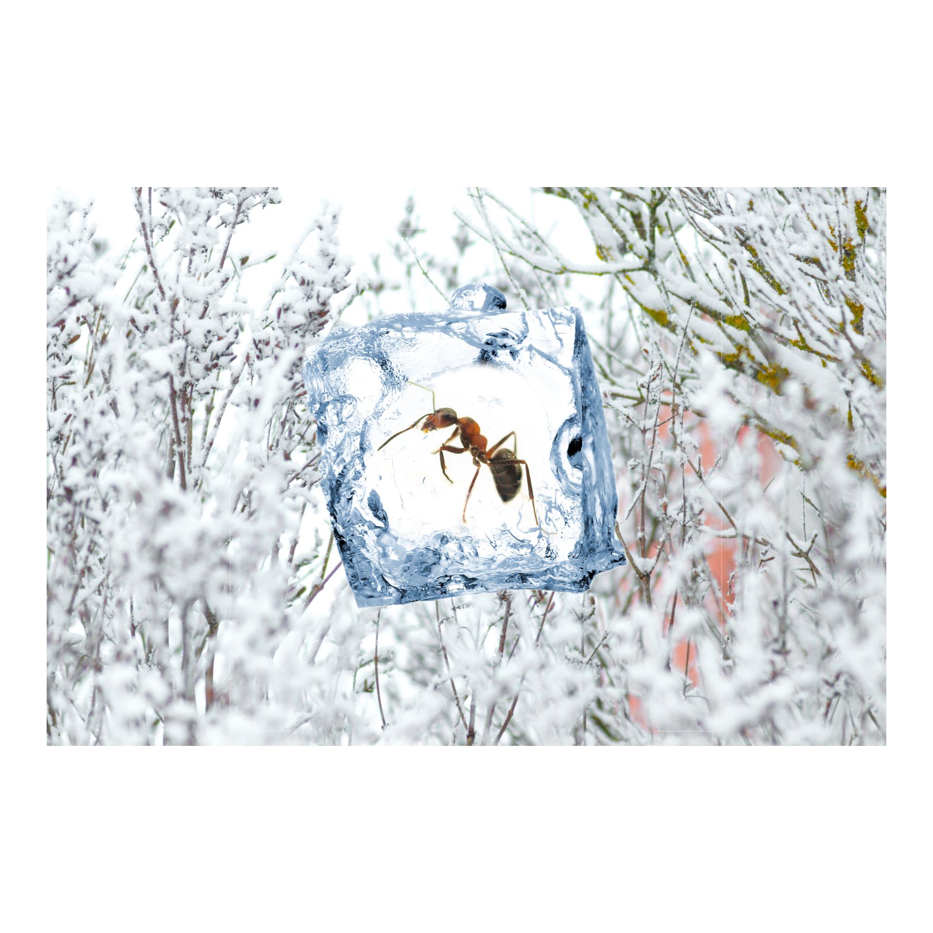 Insekten Frostspray