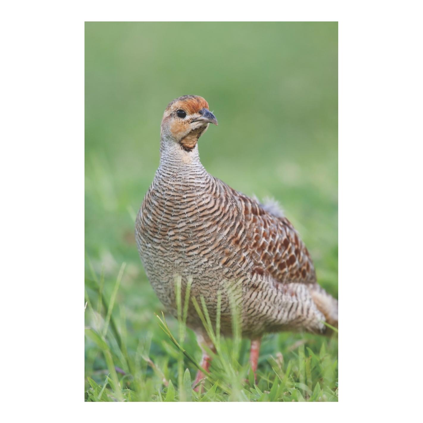 granovit Alleinfuttermittel für Legewachteln