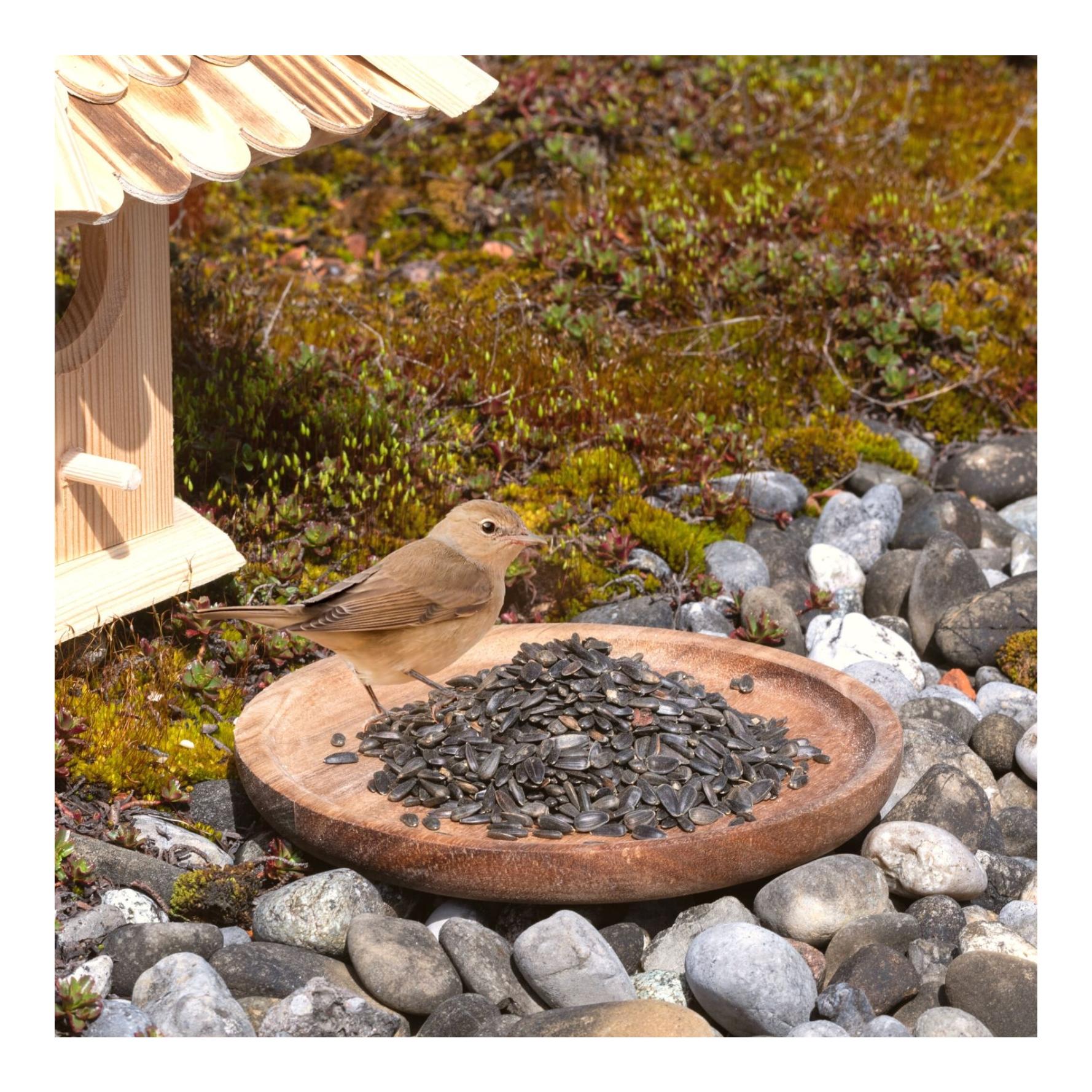 Sonnenblumenkerne schwarz