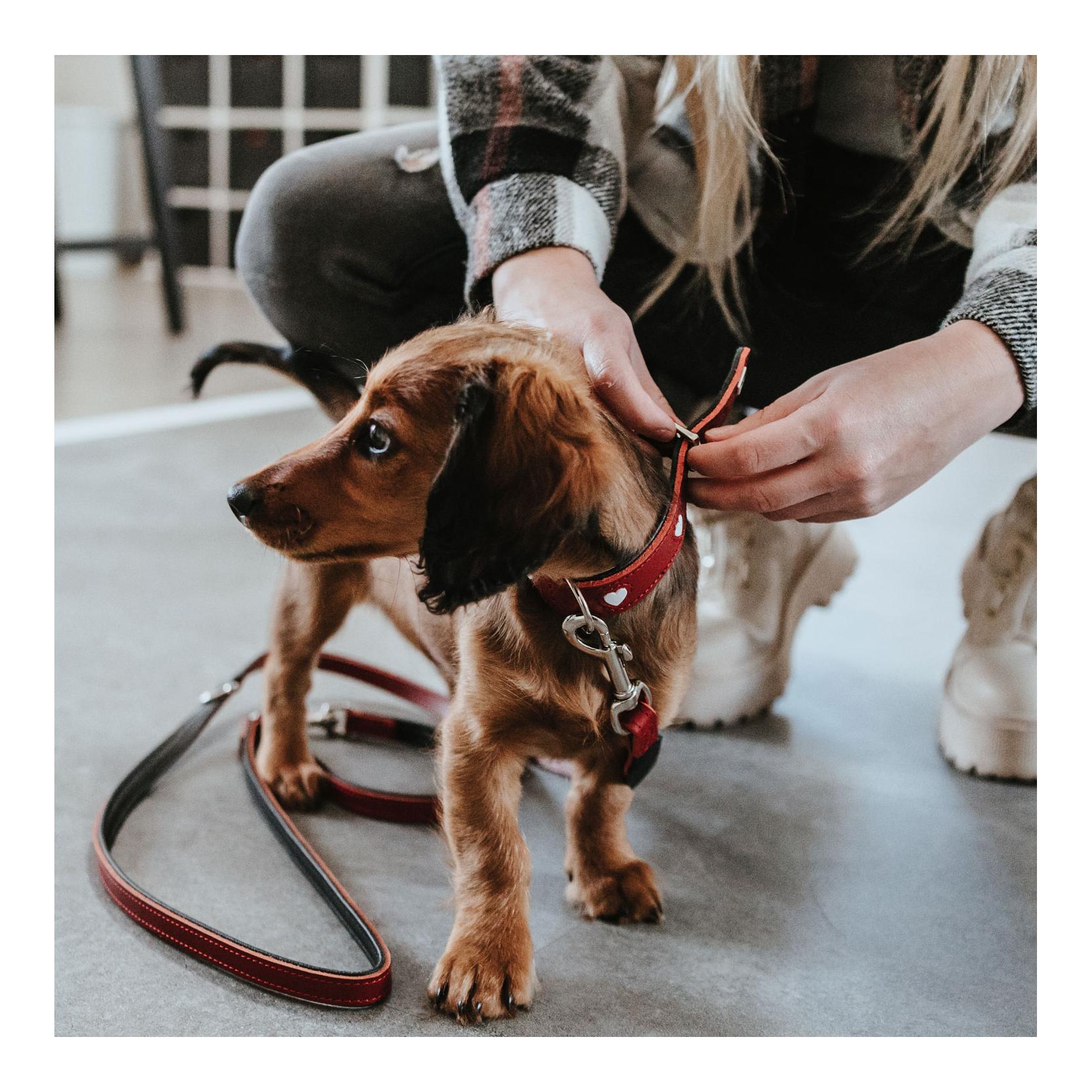 Hunter Verstellbare Führleine Love