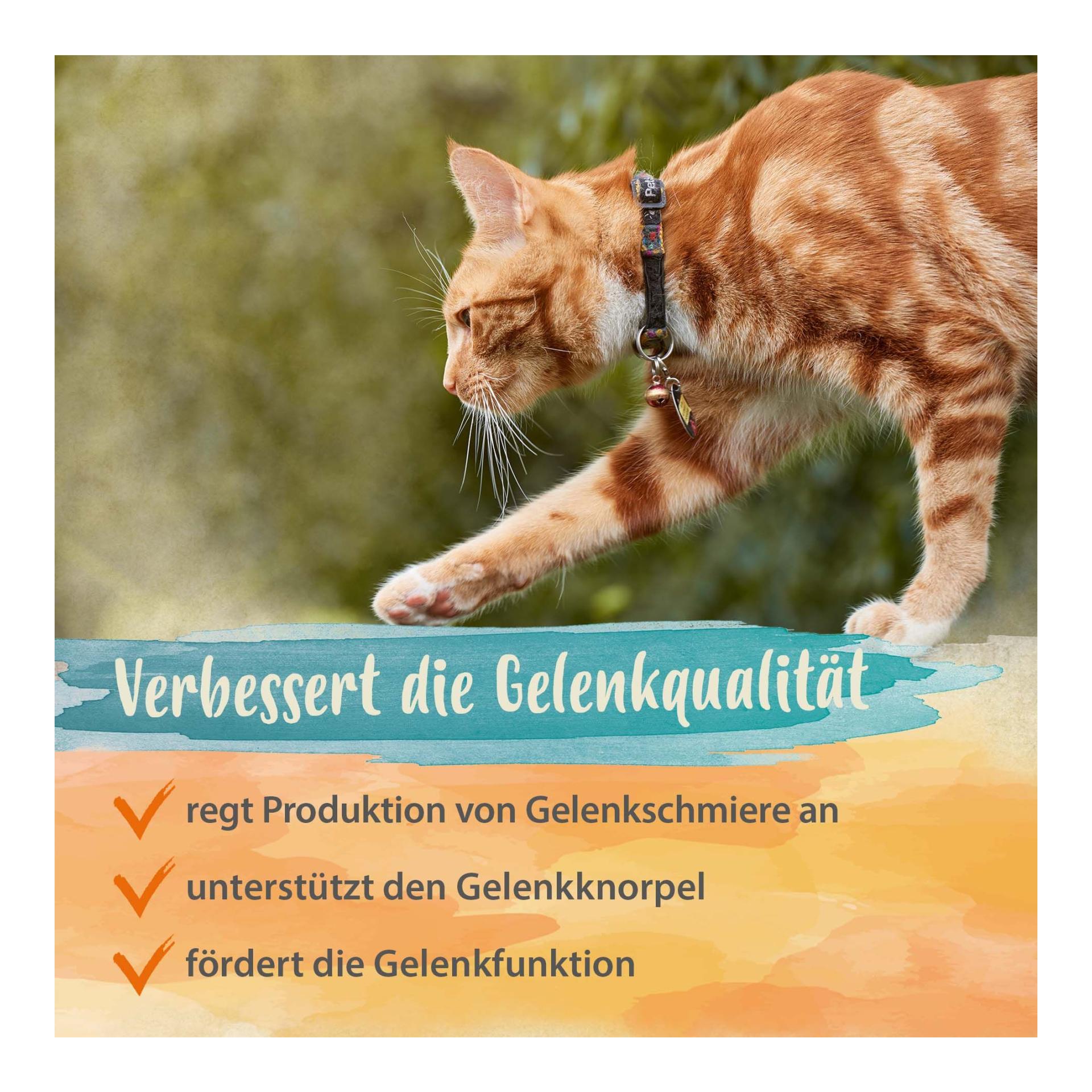 Grünlippmuschelpulver - Nahrungsergänzung