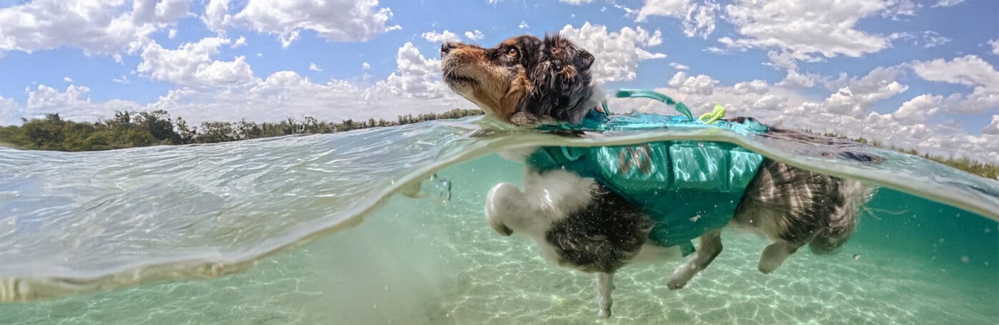 HP-Hund-Schwimmweste